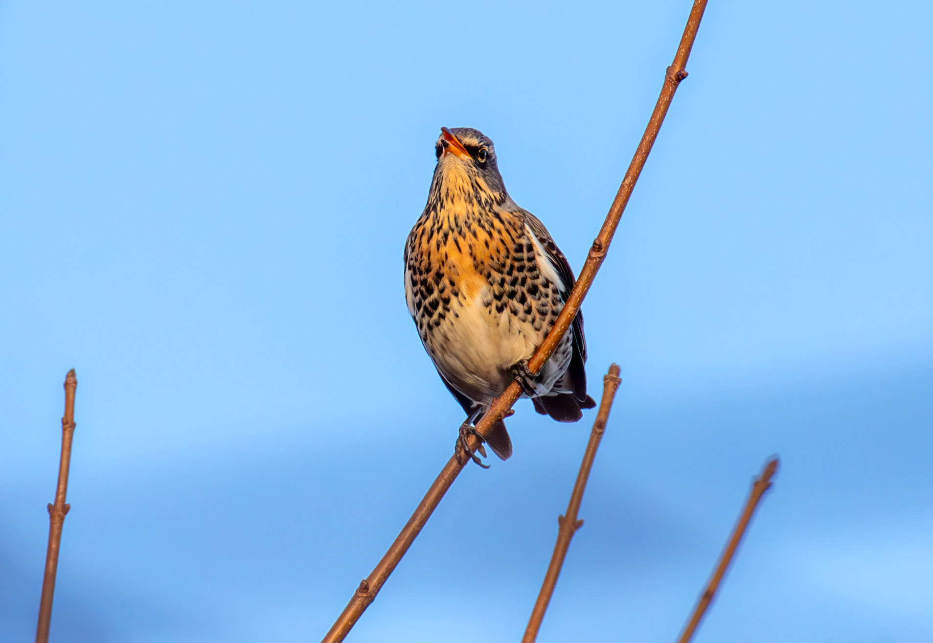 Fieldfare at Gullane, East Lothian - 05 February 2025