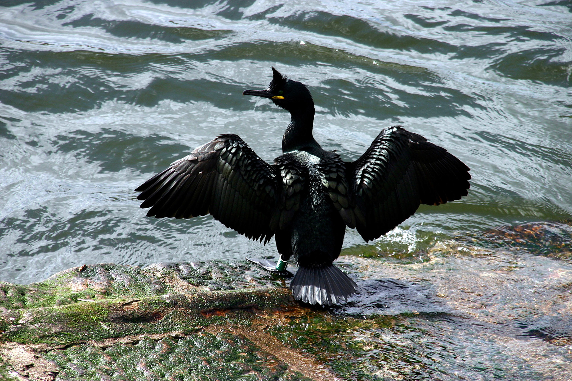 Shag in Aberdeen Harbour