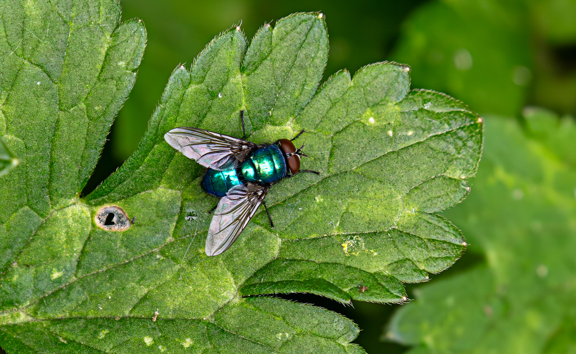 Greenbottle Gogar Bridge - Leyburn Road 02 June 2025