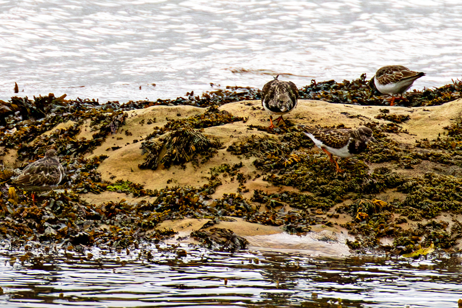 Ruddy Turnstones. Birthwatching at South Queensferry 18 October 2024
