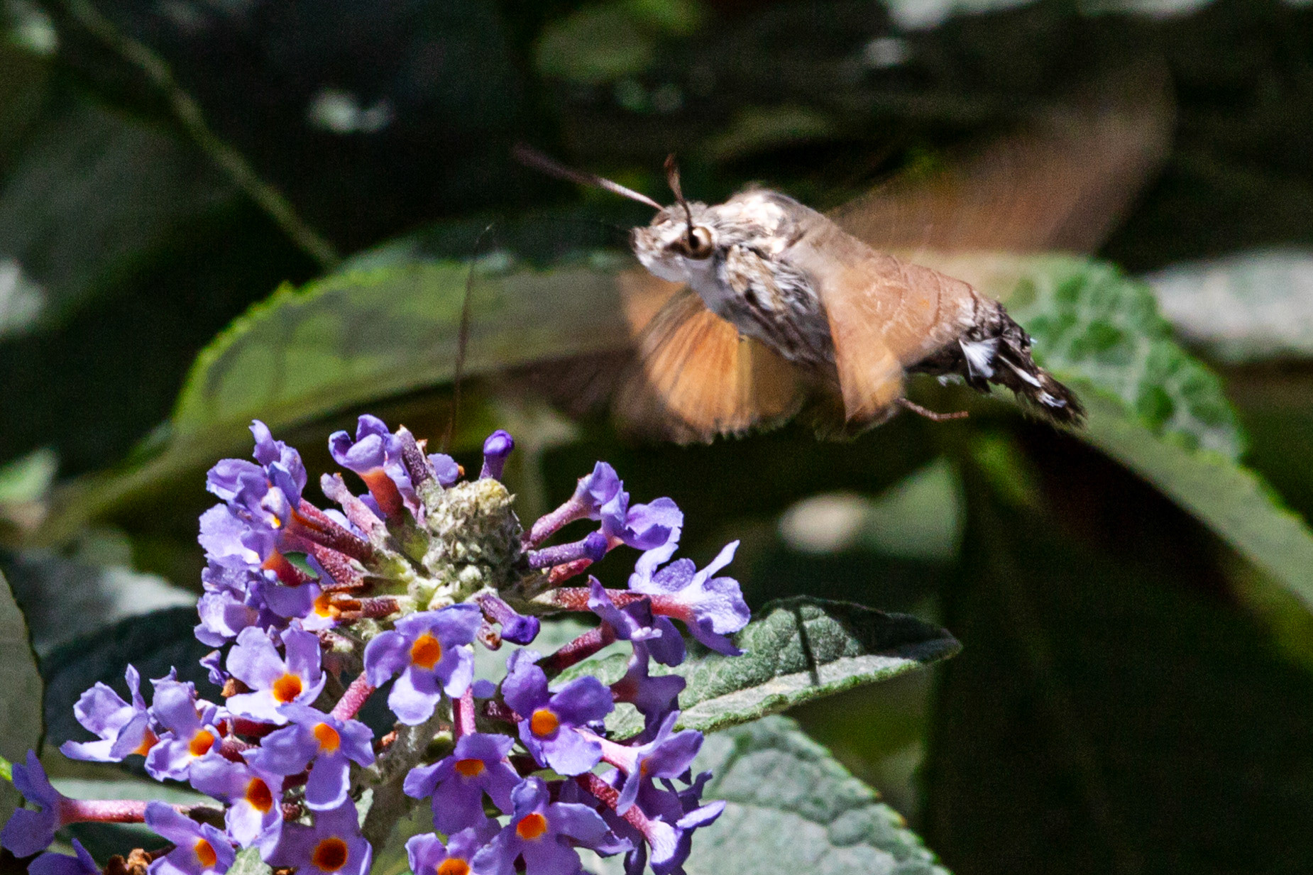 Humming Bird Hawk Moth - Siena 26 June 2024