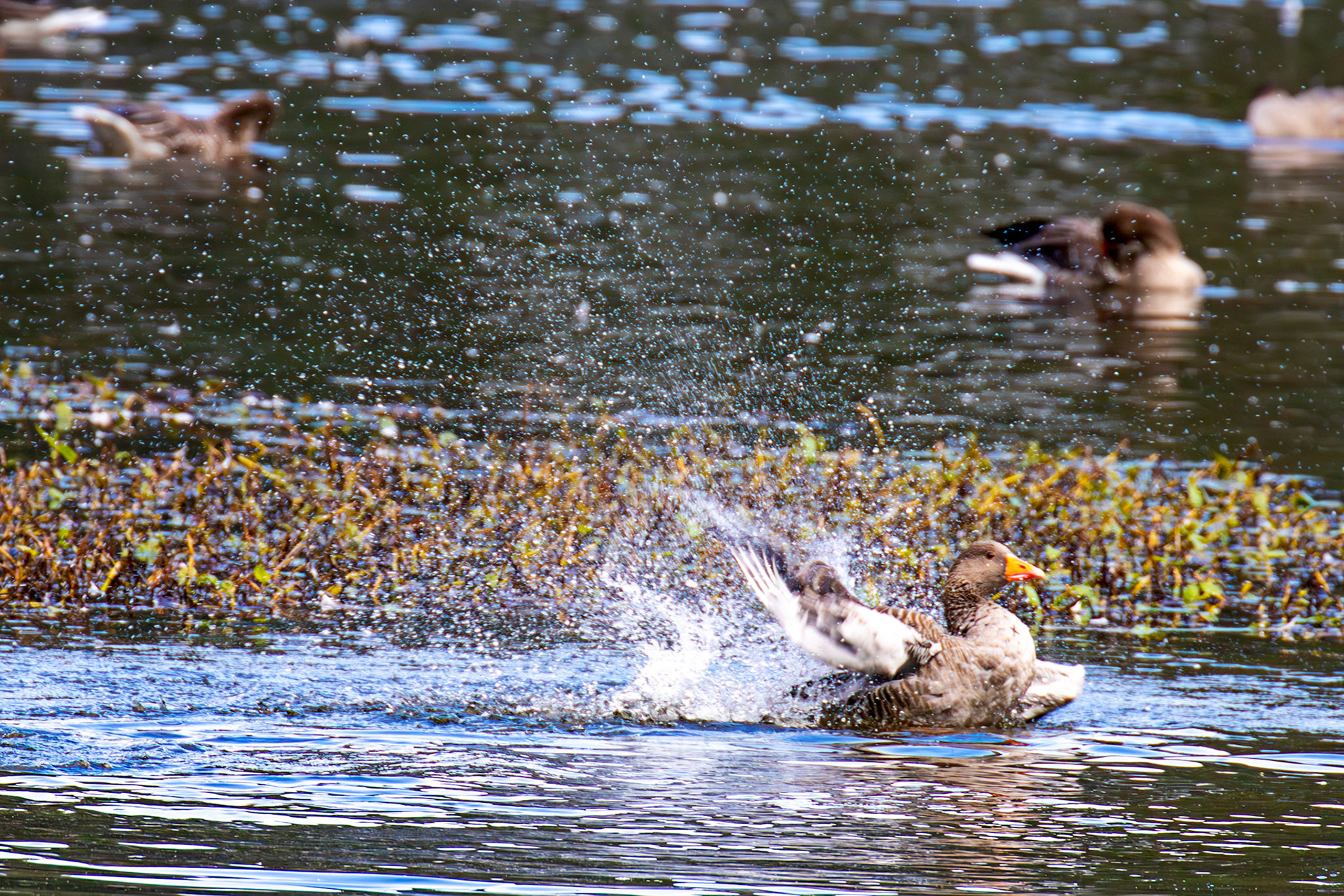 Greylag Geese at Beecraigs 24 September 2024