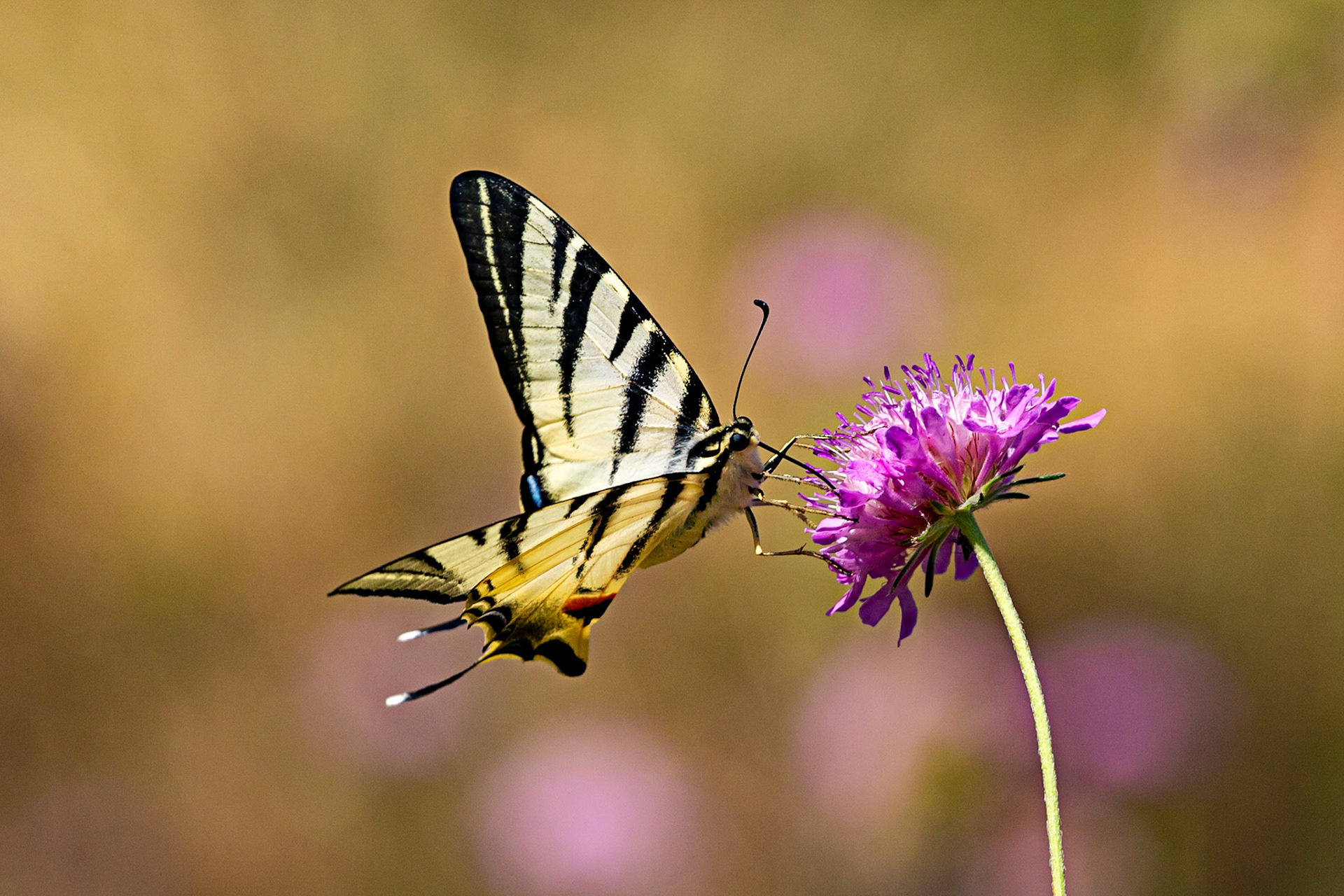 Monteriggioni 22 June 2024