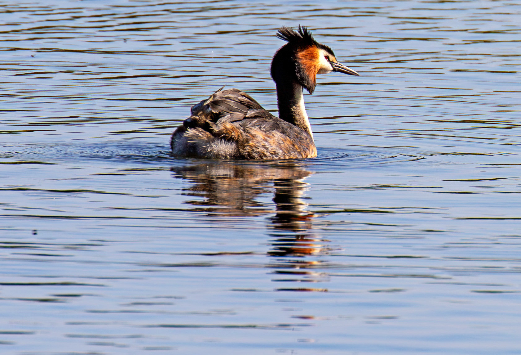 Great Crested Grebe at Hogganfield Loch 25 May 2026