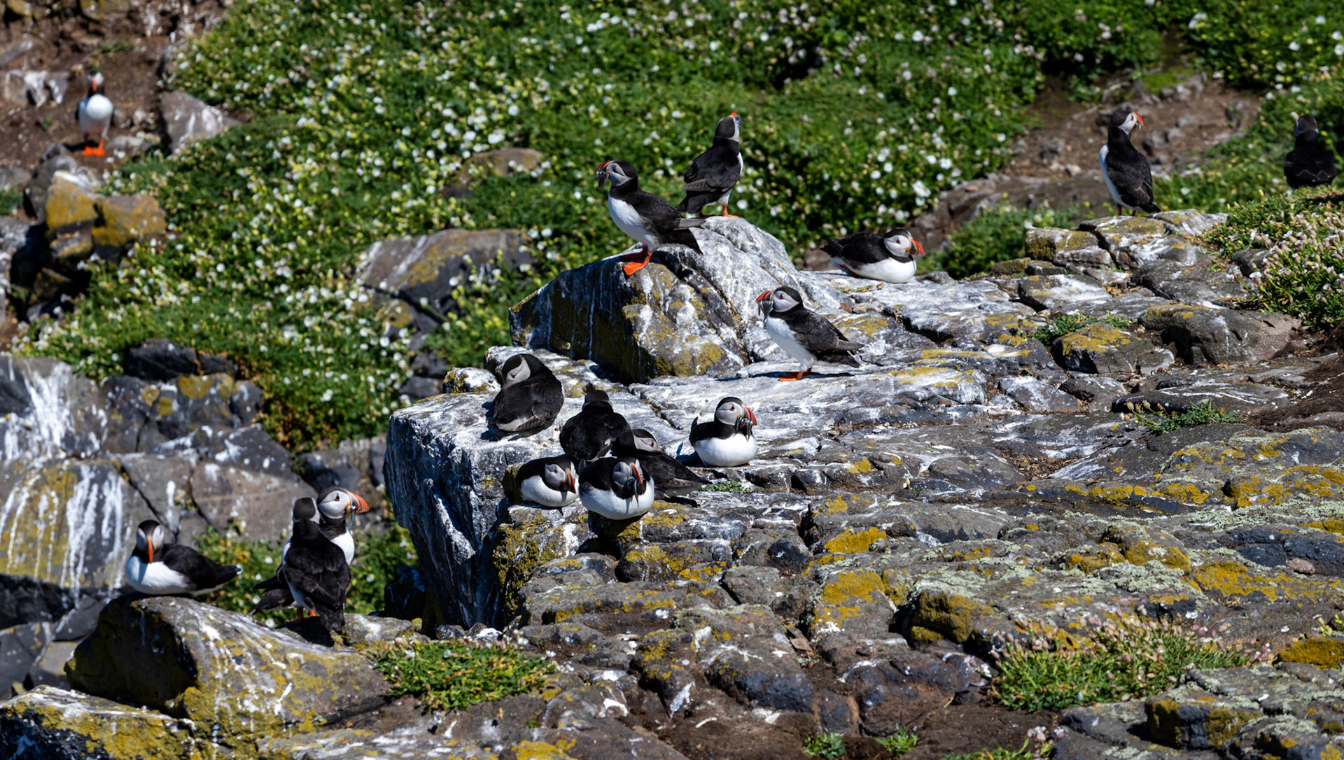 Puffin - Isle of May - 04 June 2022