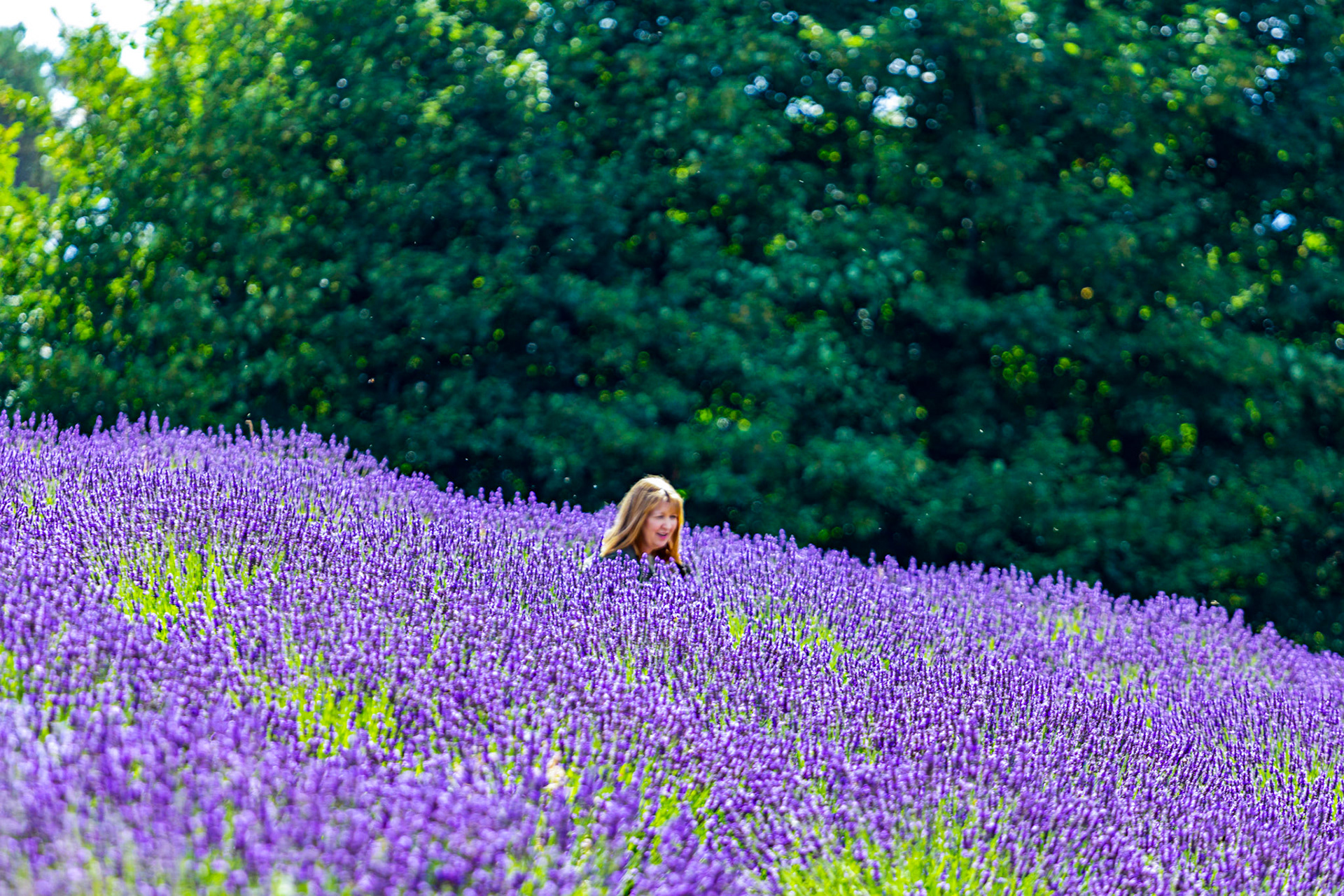 I spent an amazing few hours at Scottish Lavender Oils. They are so dedicated to nature and not to profit!