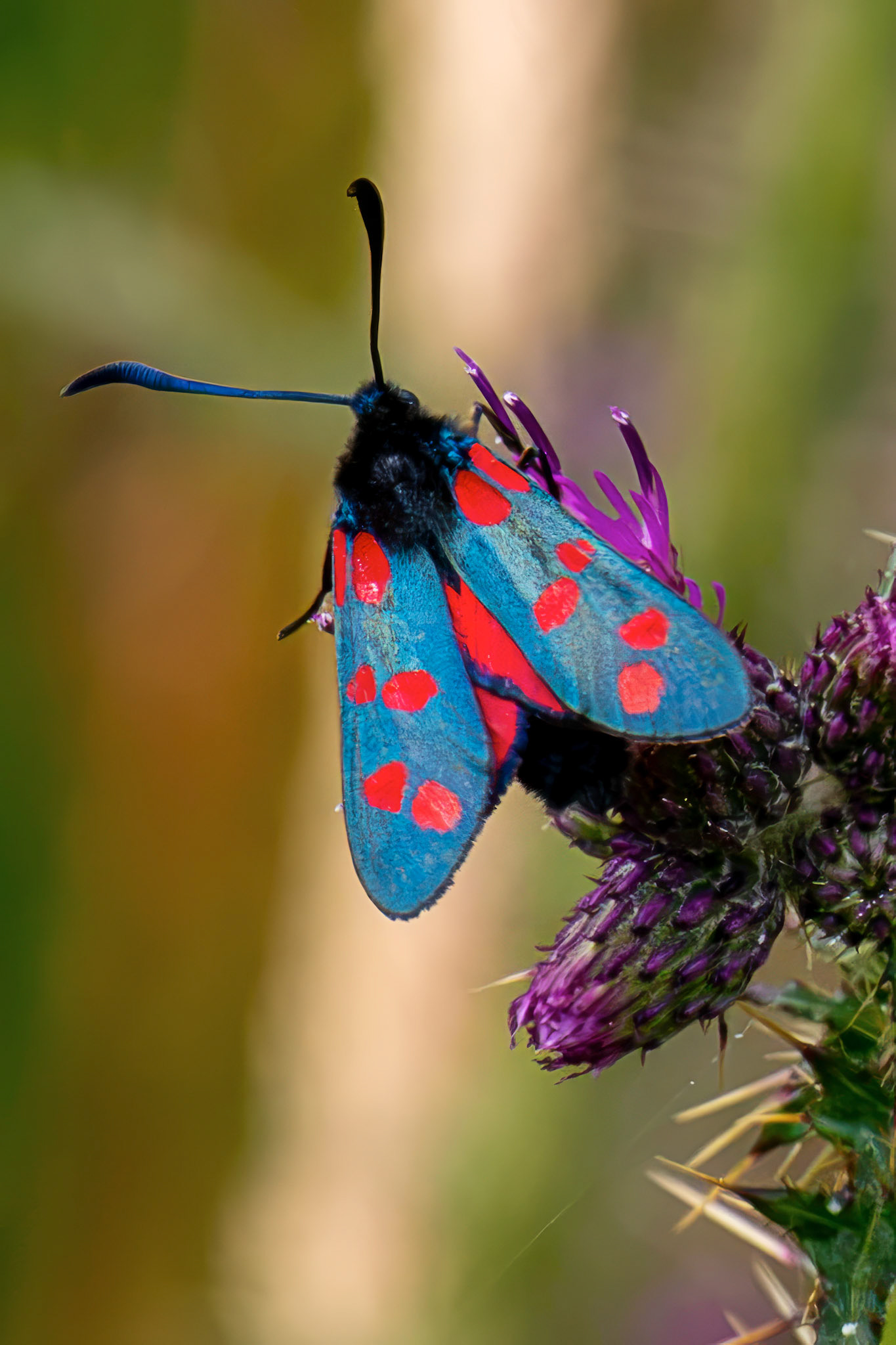 Six-spot burnet moth (Zygaena filipendulae) - Harperrig 14 July 2026