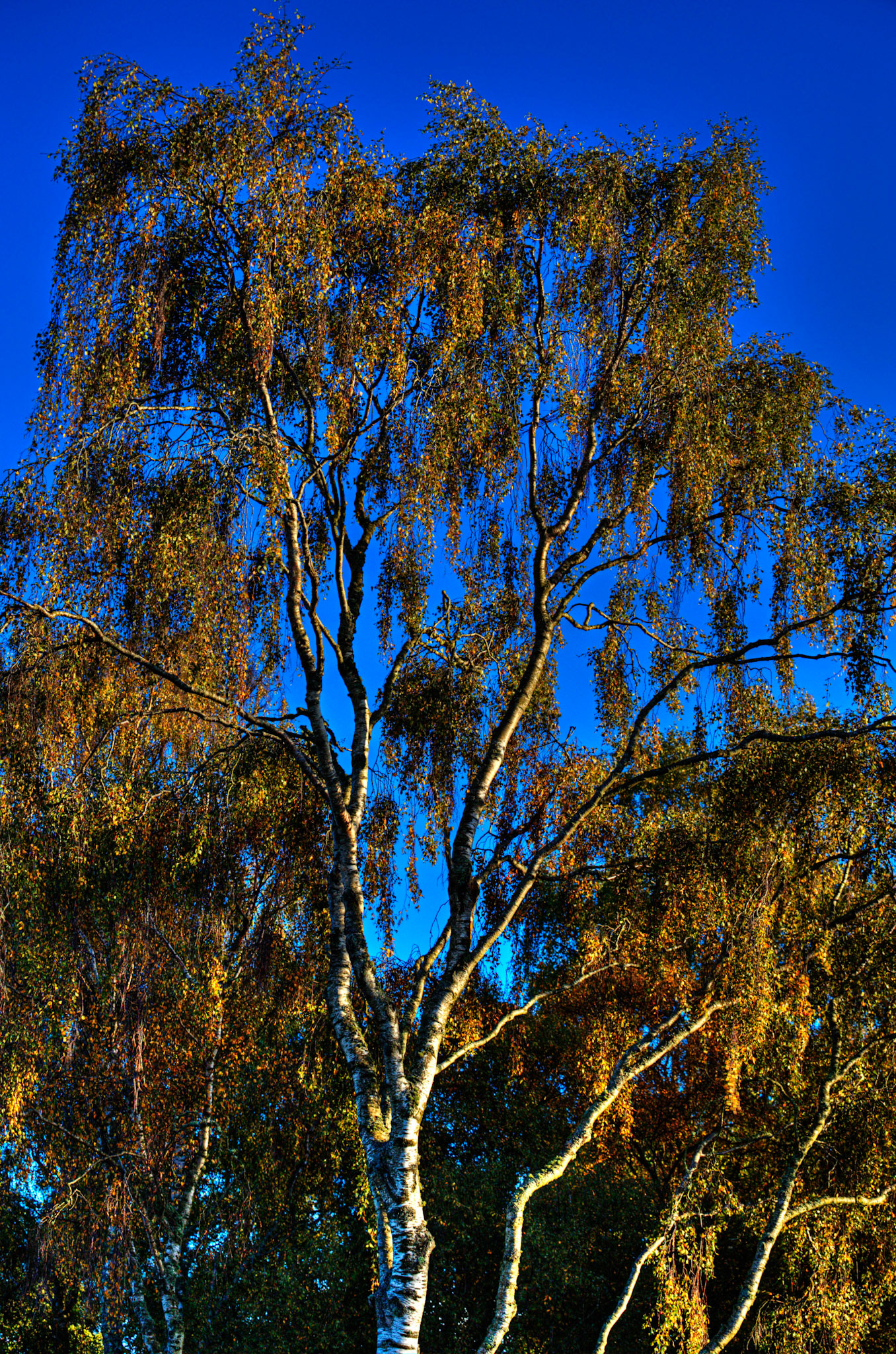Autumn in Aberdeenshire 14 to 16 October 2022
