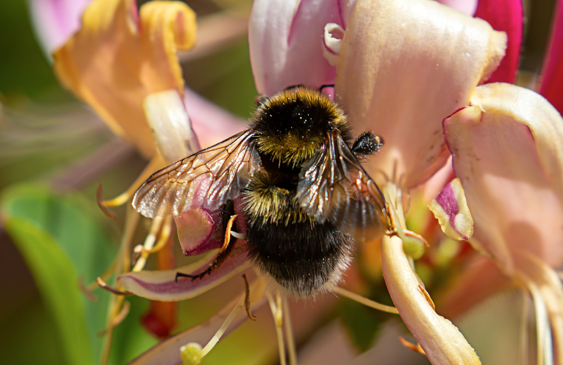 Gypsy Cuckoo Bumblebee (Bombus bohemicus) Livingston 21 June 2026