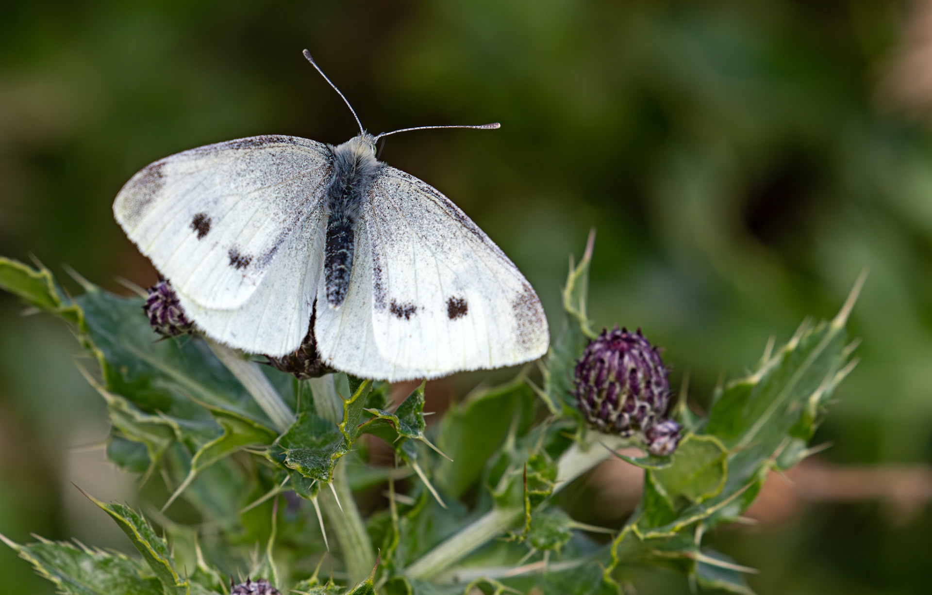 Large White - Musselburgh Lagoons 30 Sep 2025