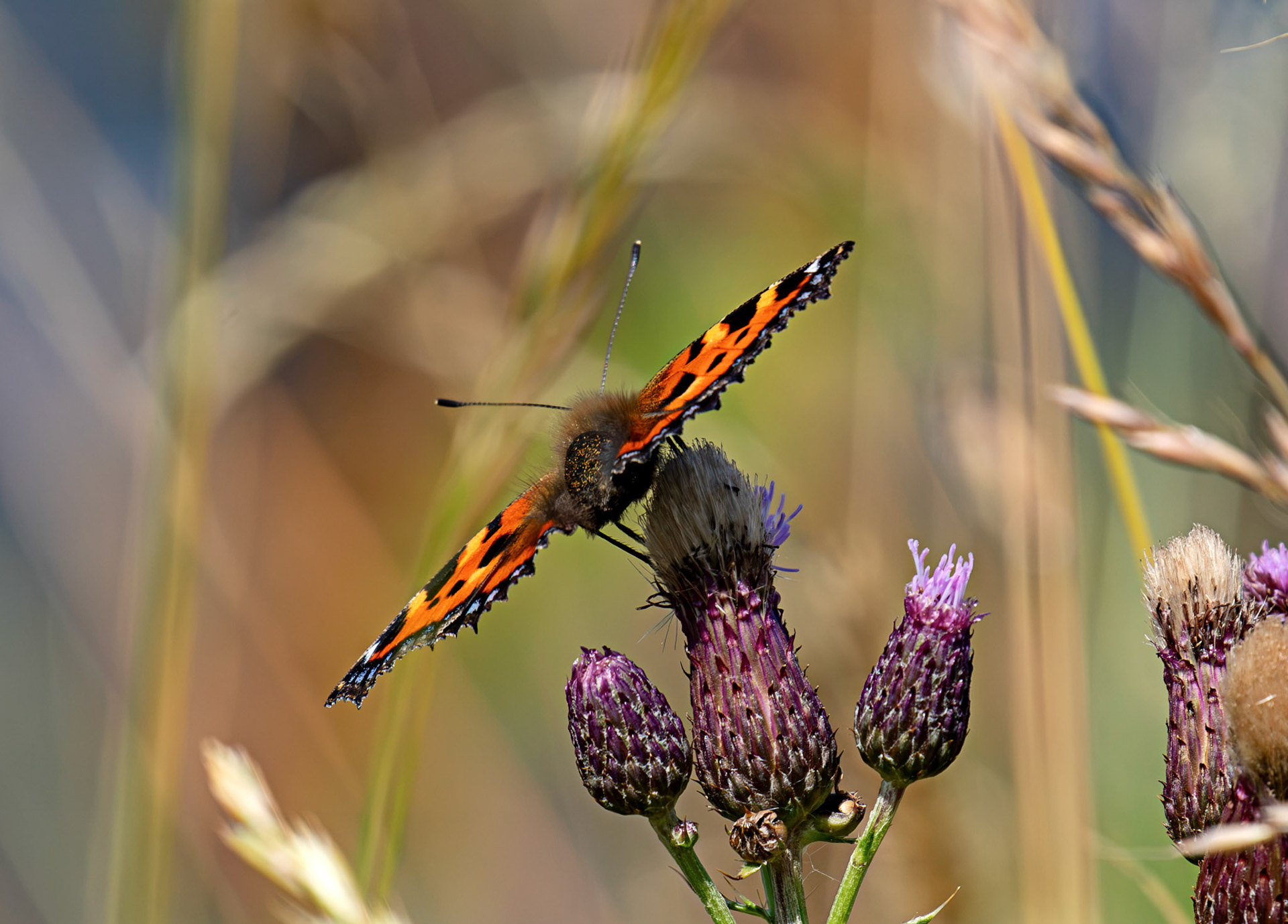 Small Tortoiseshell (Aglais urticae) - Bo'ness 12 July 2026