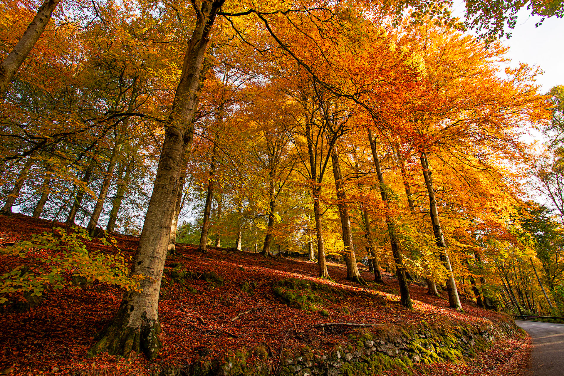Dunkeld. Autumnal Tour around Perthshire 19 October 2024