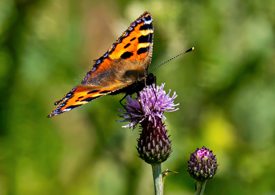 Small Tortoiseshell - Blawhorn Moss 16 July 2026