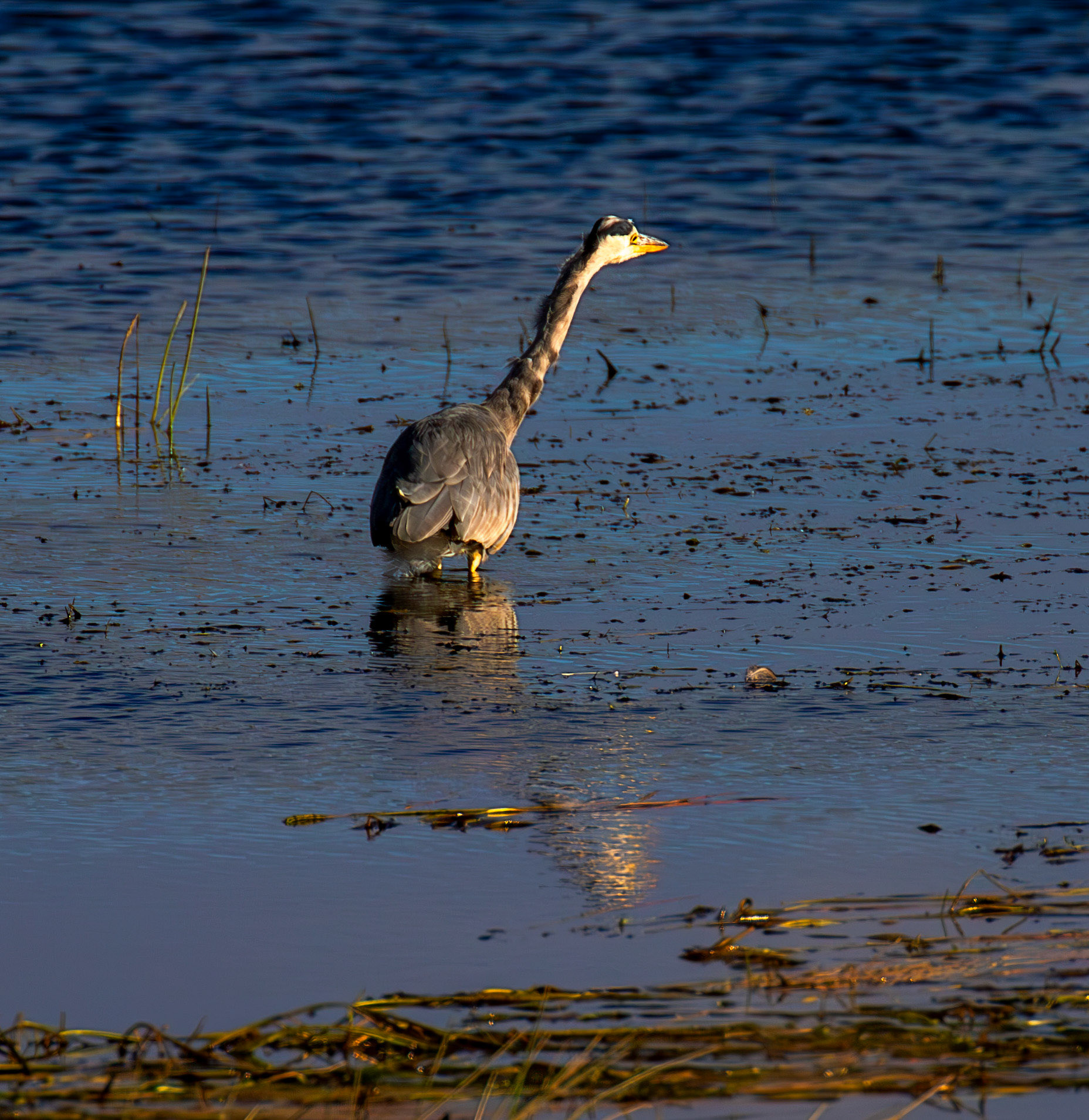 Grey Heron - Harperrig Reservoir 17 September 2024