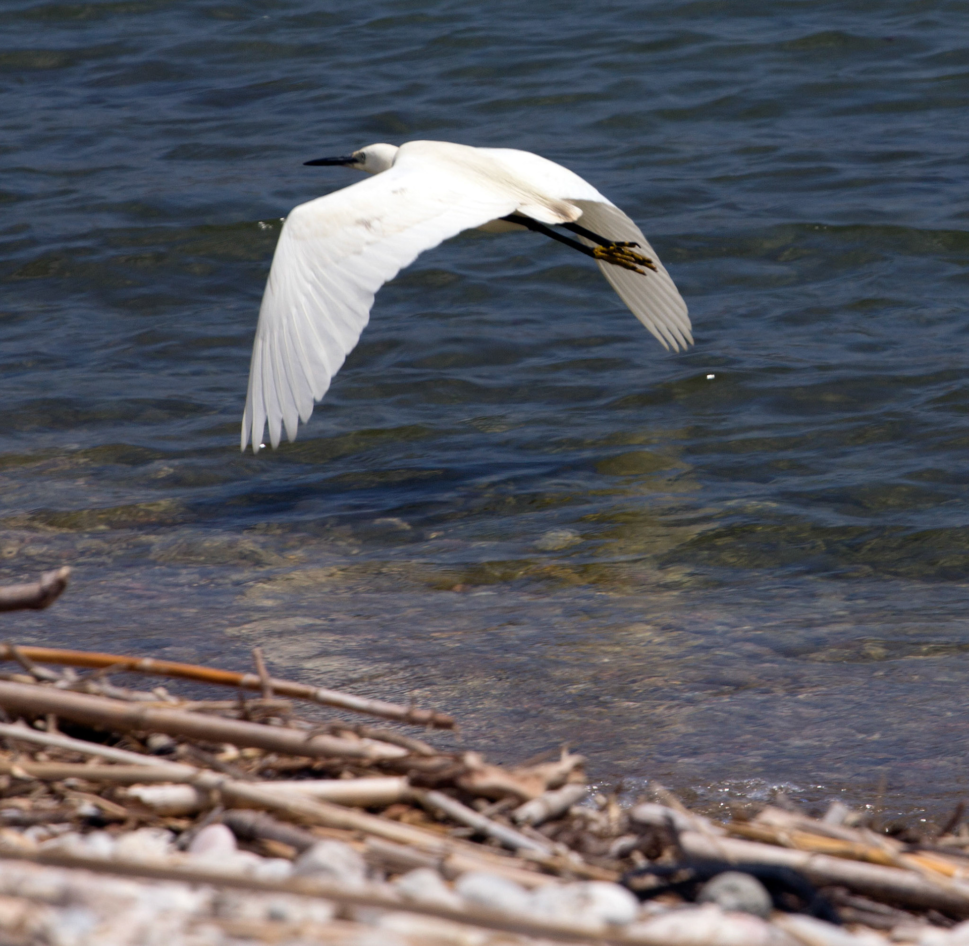 Reserva Natural de s'AlbuferetaPlease see my other Photographs at: http://www.jamespdeans.co.uk/