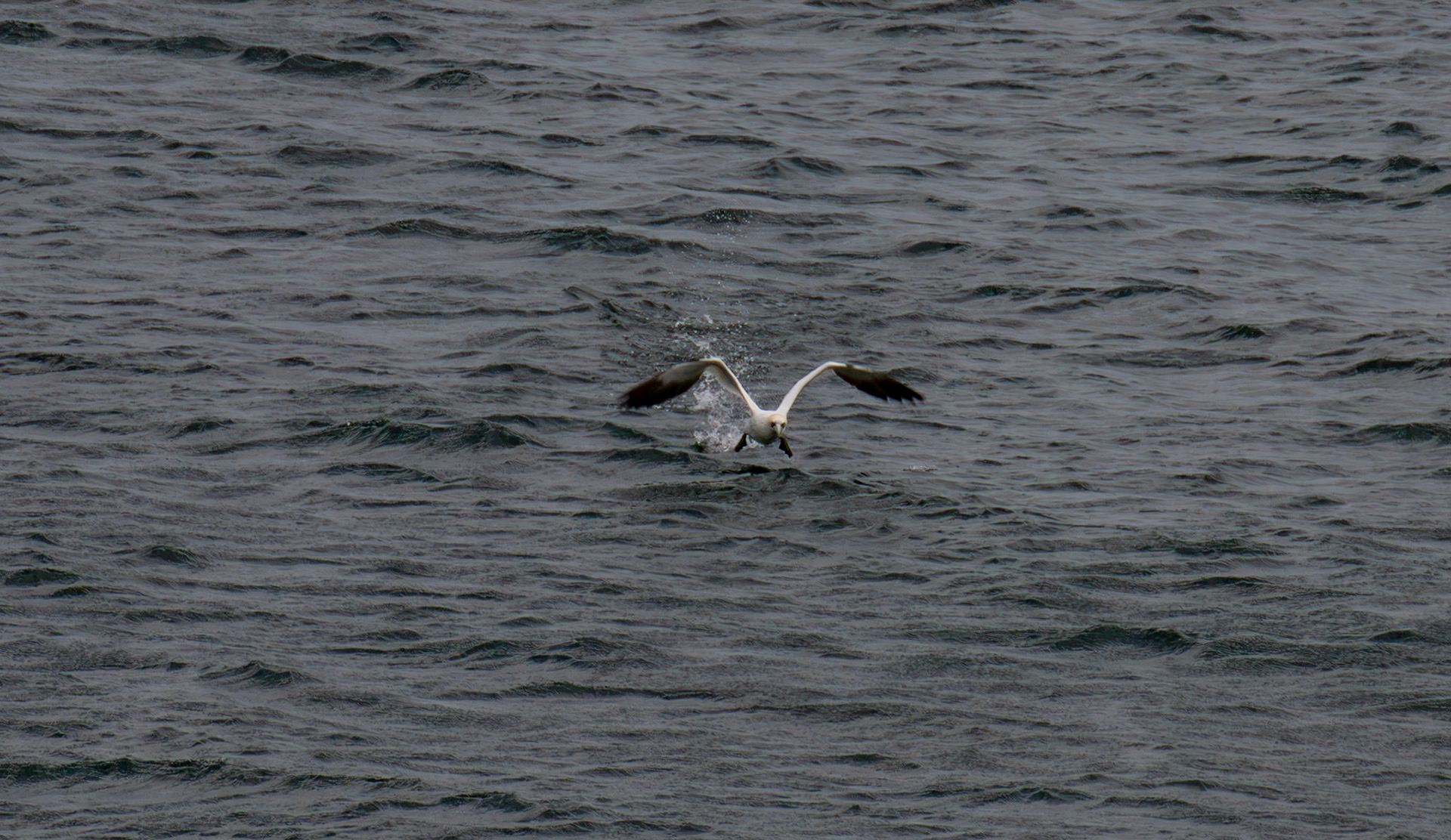Northern Gannet getting airborne after dive - Tantallon Castle 04 July 2026