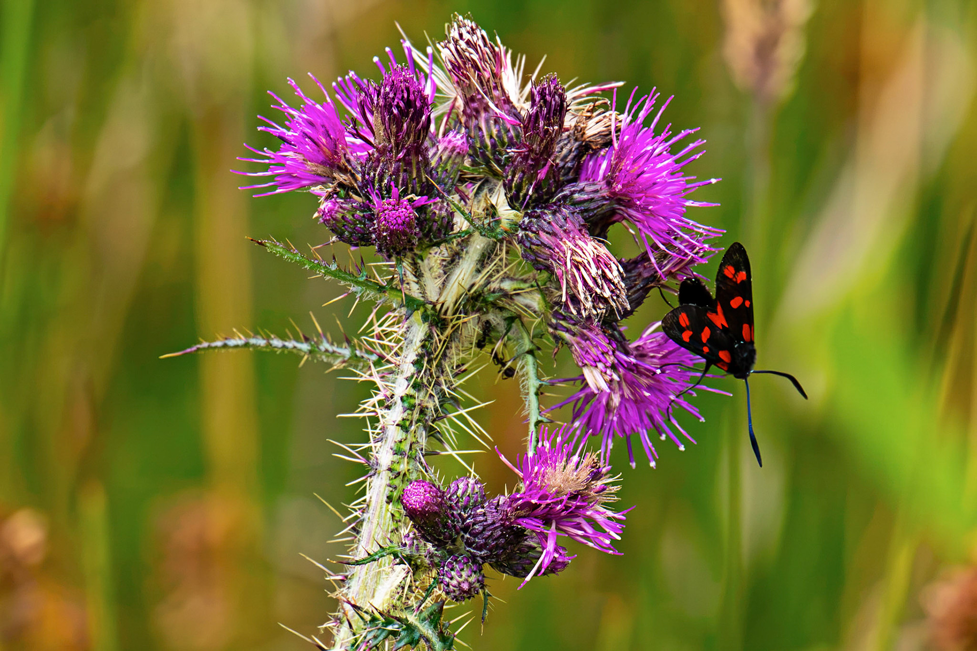Six-spot burnet moth (Zygaena filipendulae) - Harperrig 14 July 2026