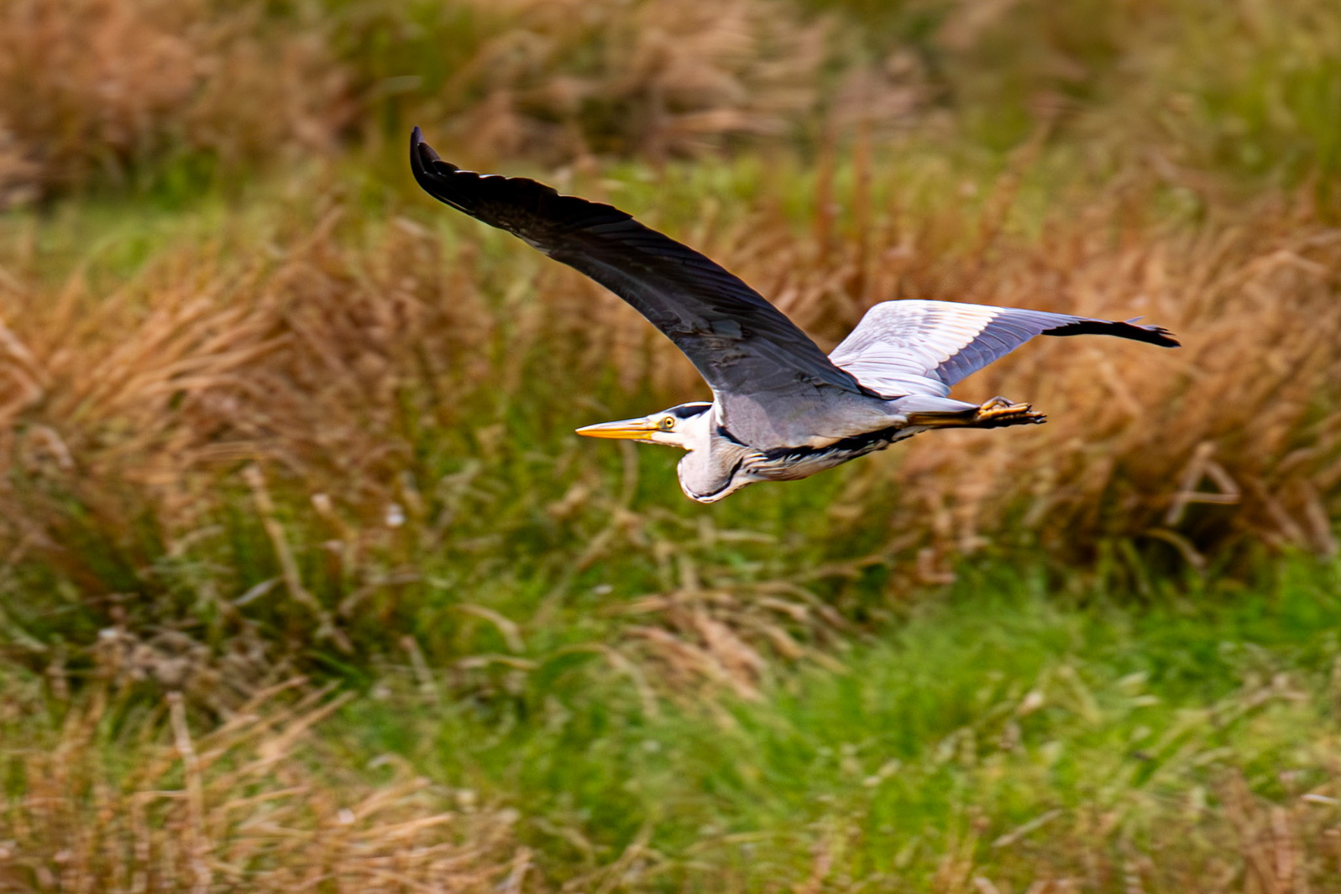 Harperrig 31 May 2025