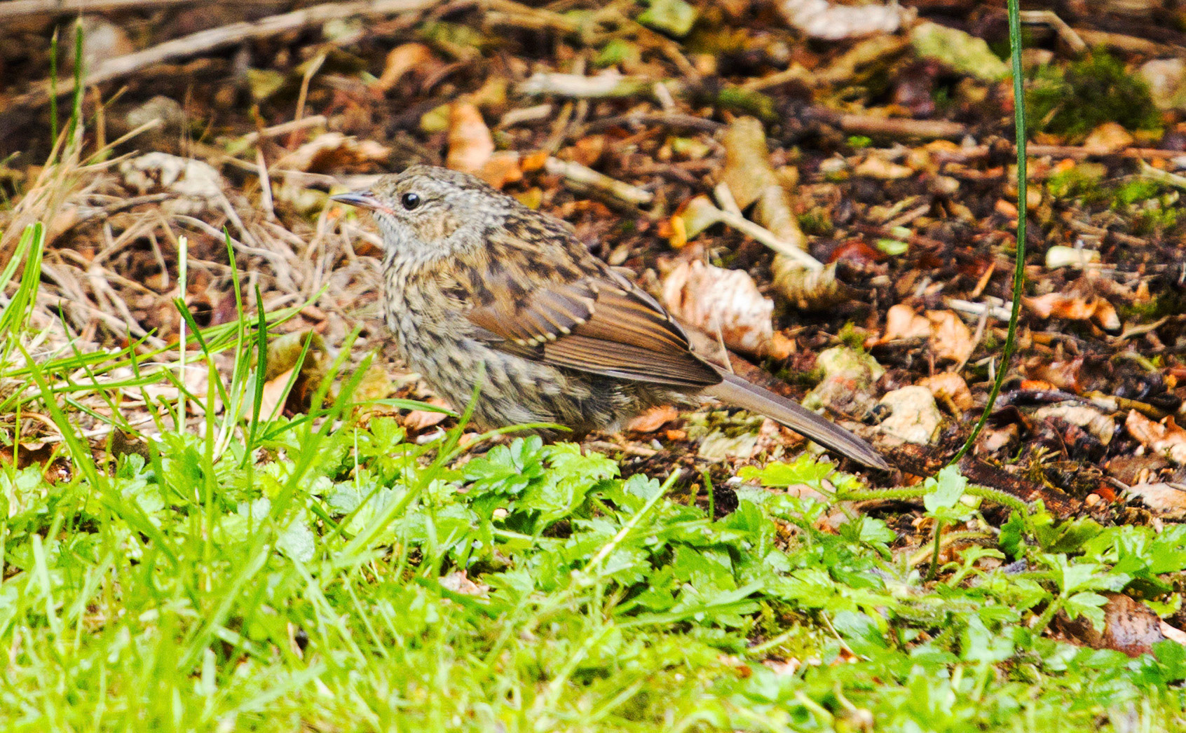 DunnockPlease see my other Photographs at: http://www.jamespdeans.co.uk/