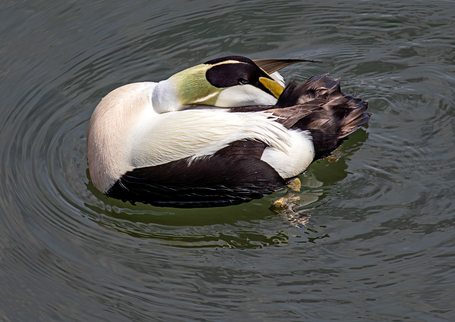 Kirkcaldy Harbour 23 May 2026