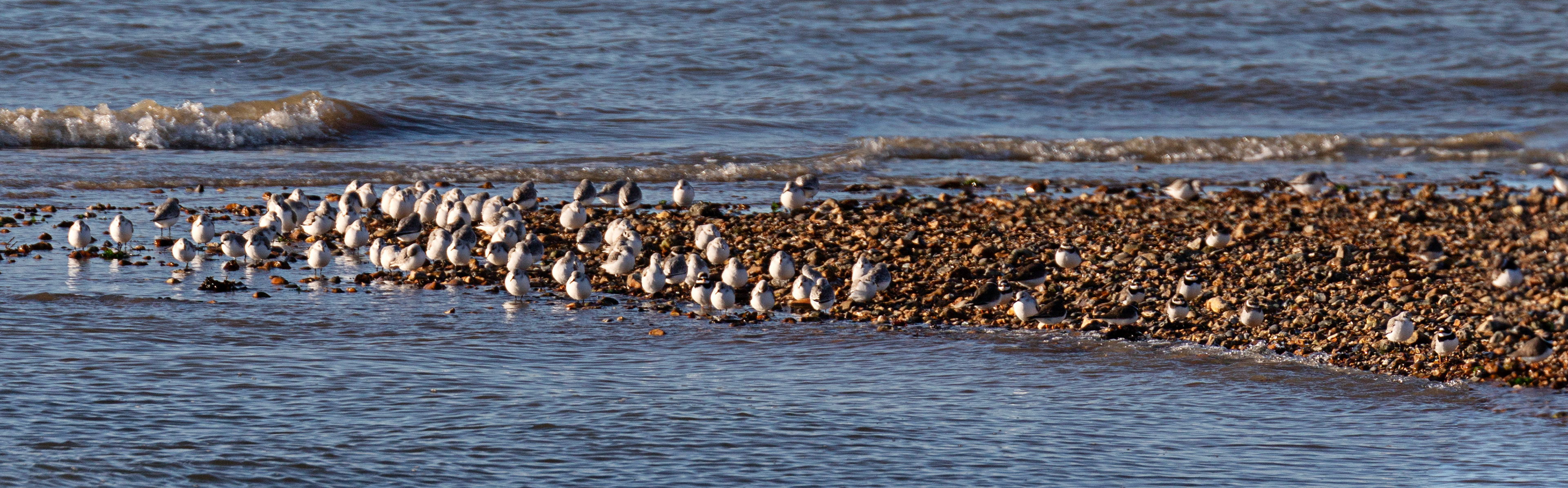 Sanderling &amp; Ringed Plover at Titchfield Haven 02 January 2025