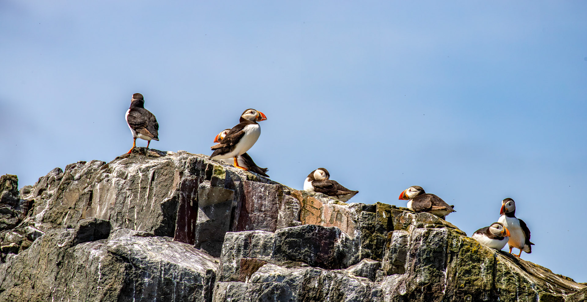 Puffins - Farne Islands 03 July 2026