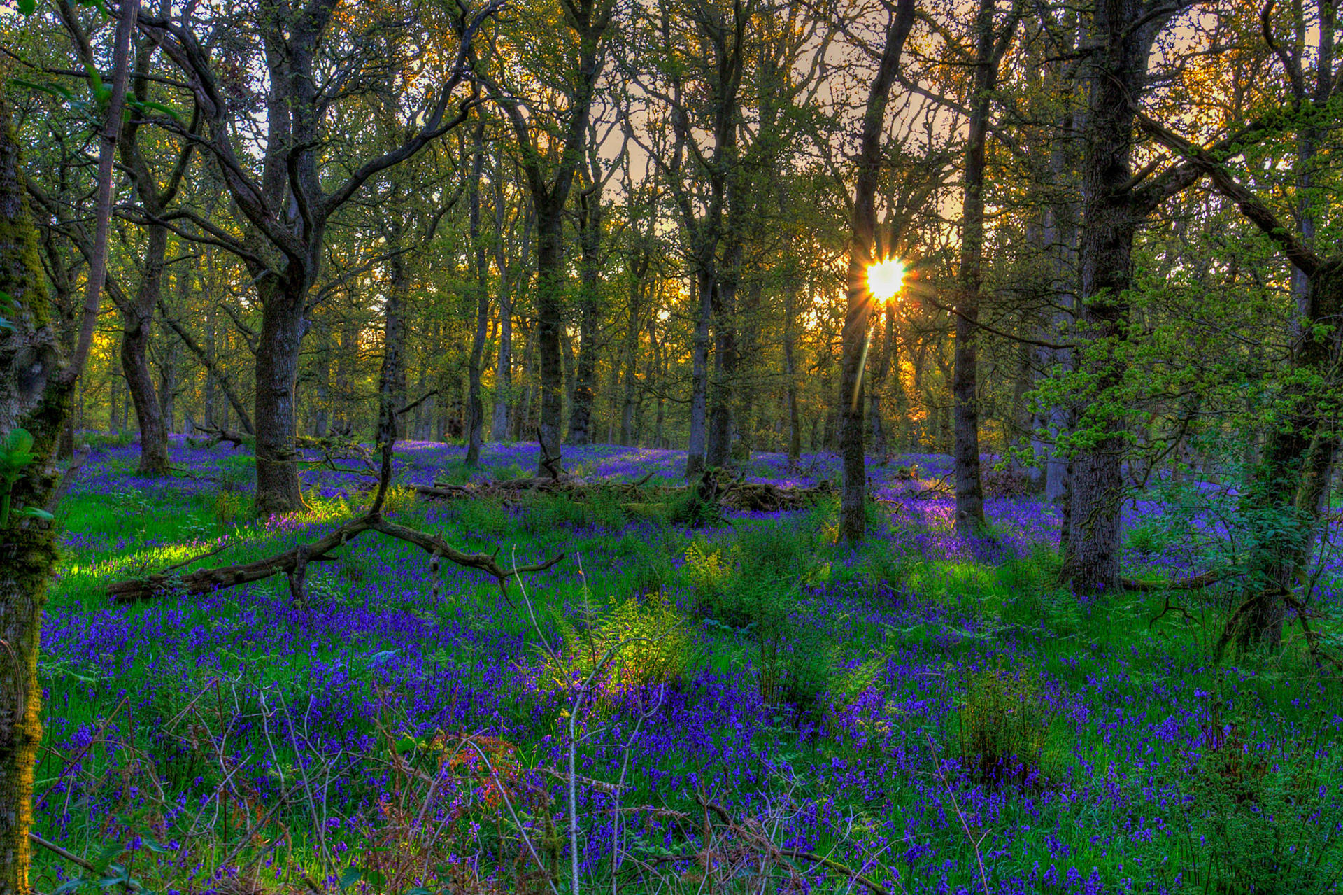 Kinclaven Bluebell Woods 16 May 2026