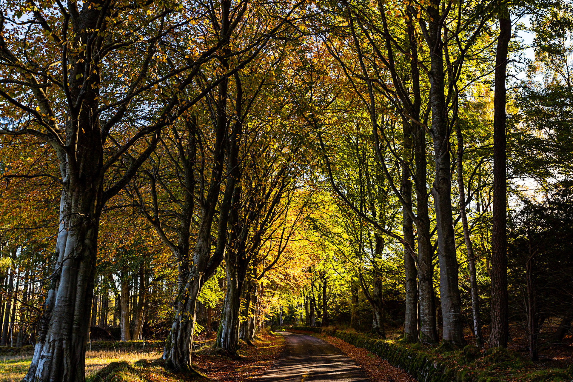 Autumn in Aberdeenshire 14 to 16 October 2022