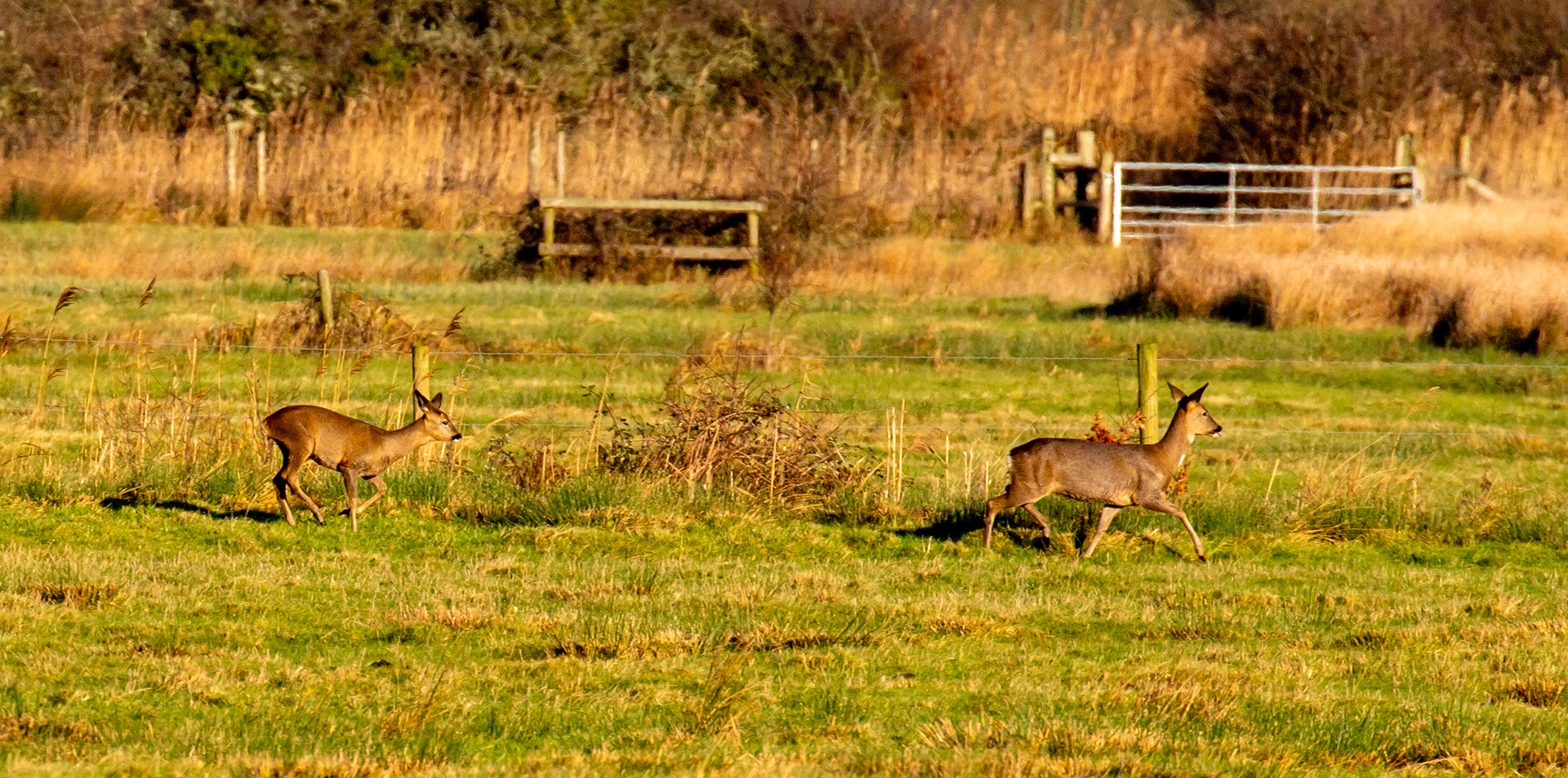 Roe Deer at Titchfield  Haven 02 January 2025