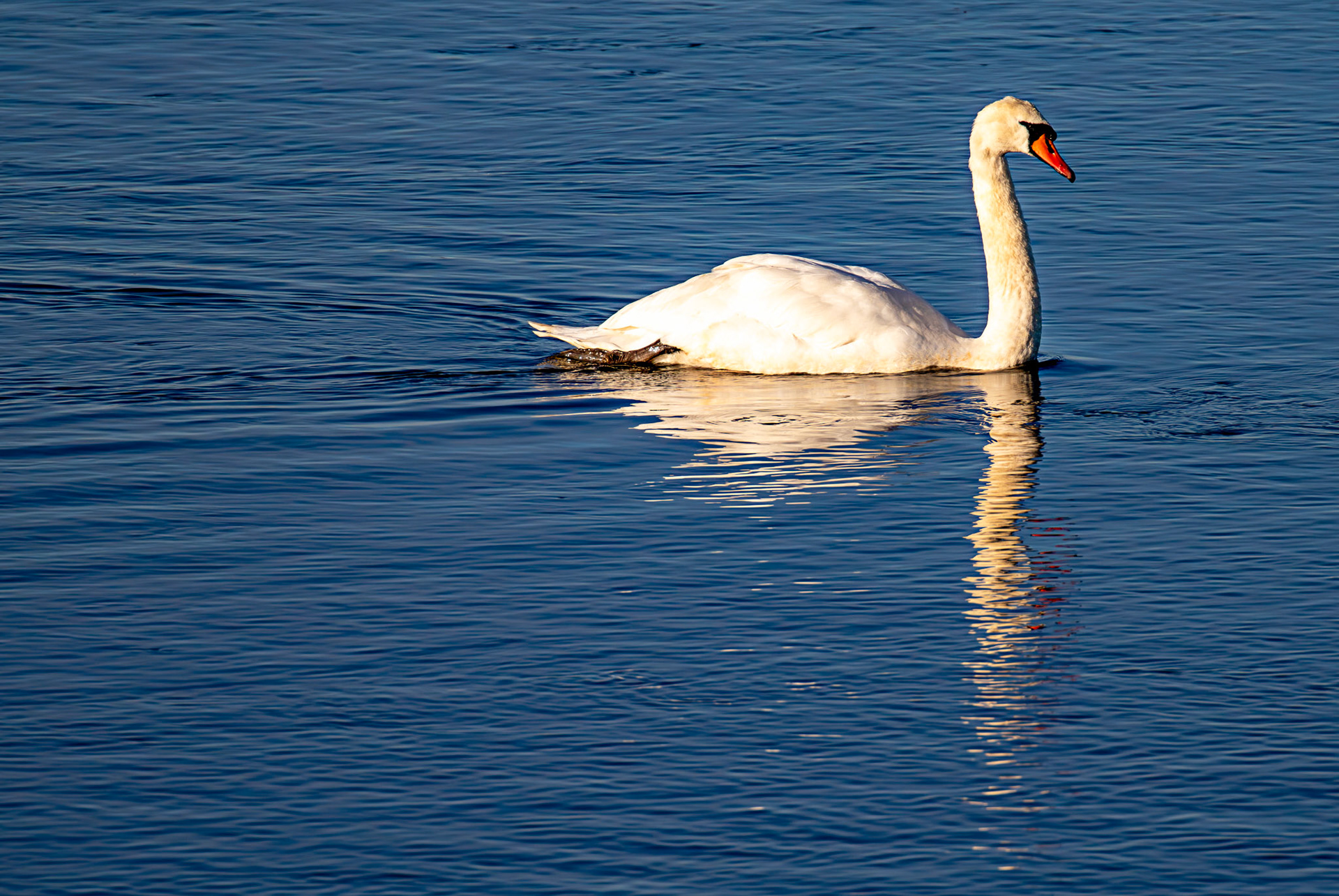 Mute Swan, River Esk Musselburgh 18 November 2024