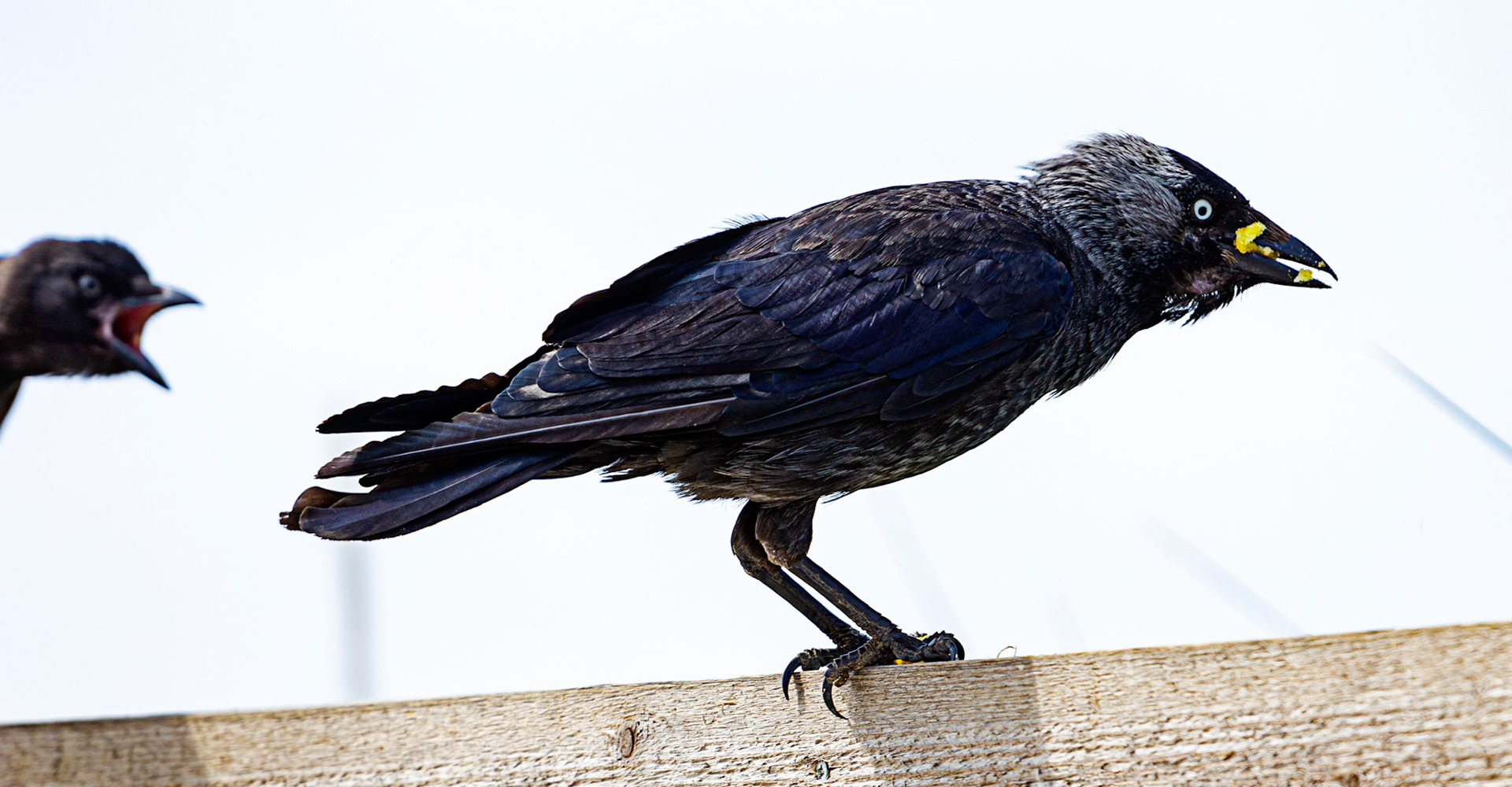 Bembridge IOW 17 July 2022