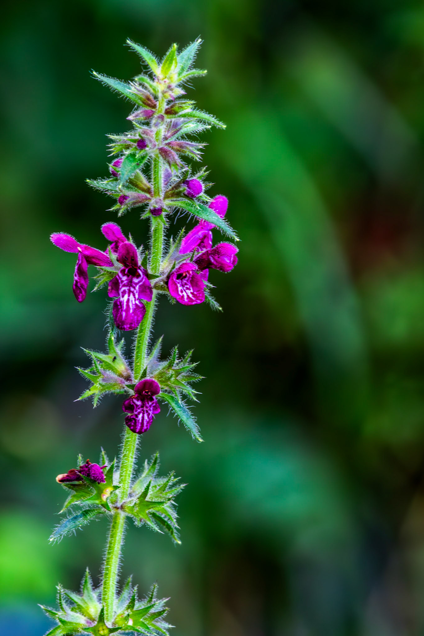 RSPB Loch Lomond 03 August 2024