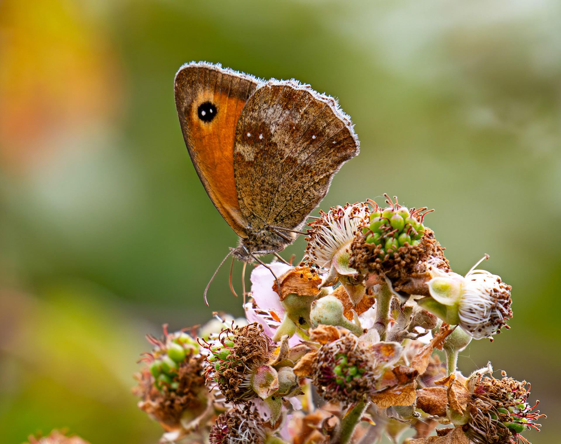 Gatekeeper (Pyronia tithonus) Cheriton 25 July 2025