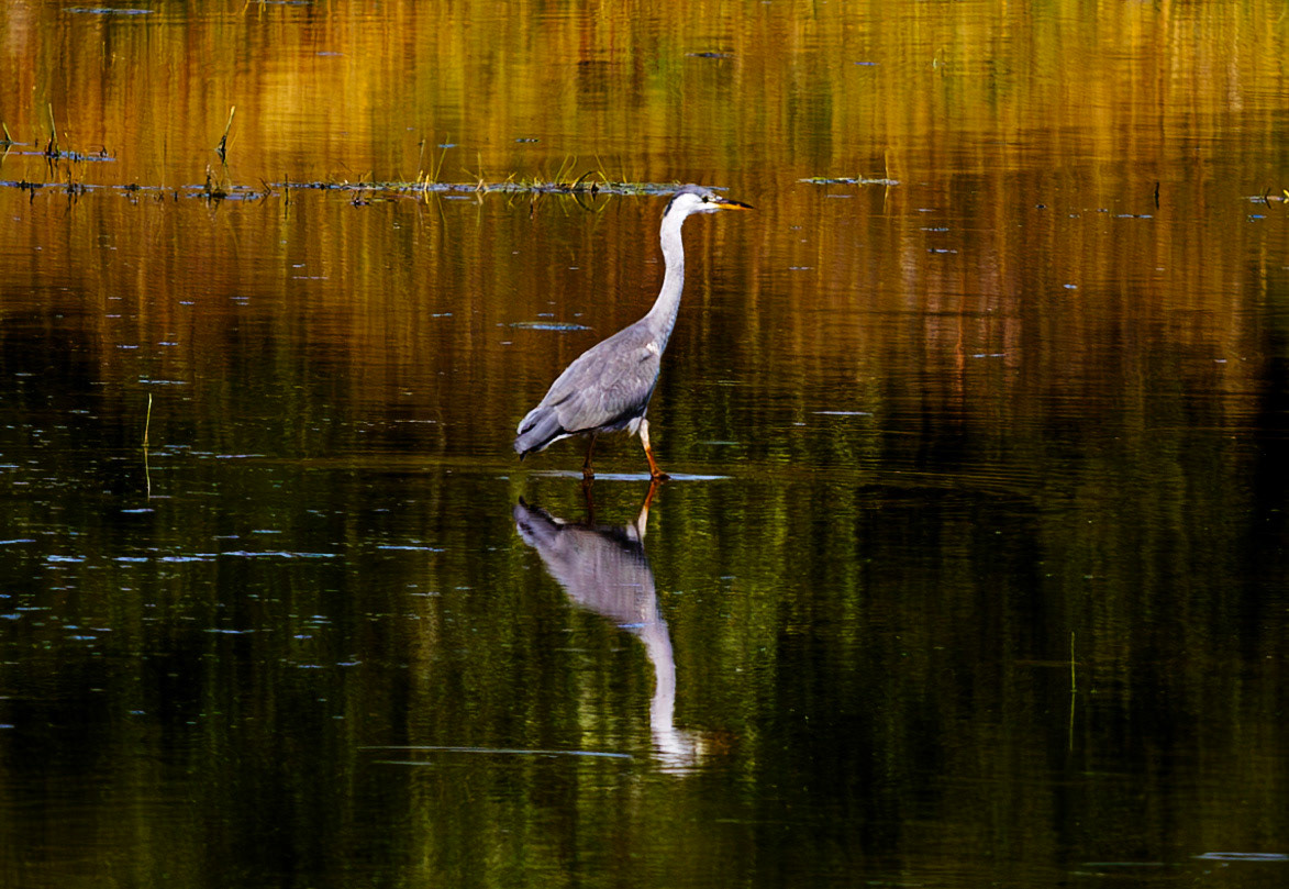 Harperrig 31 July 2024