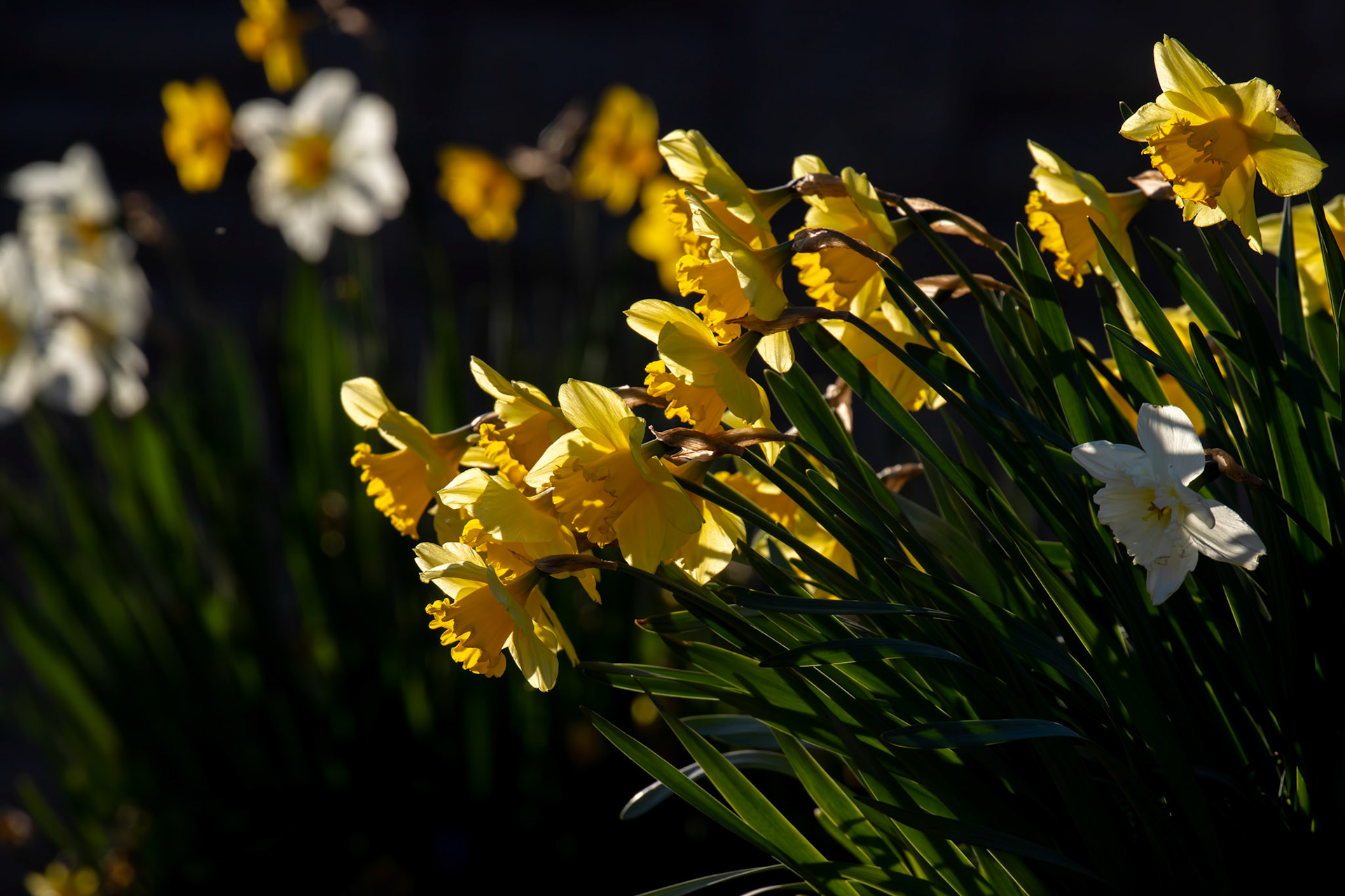 Spring Daffodils in Deans, Livingston 06 April 2025