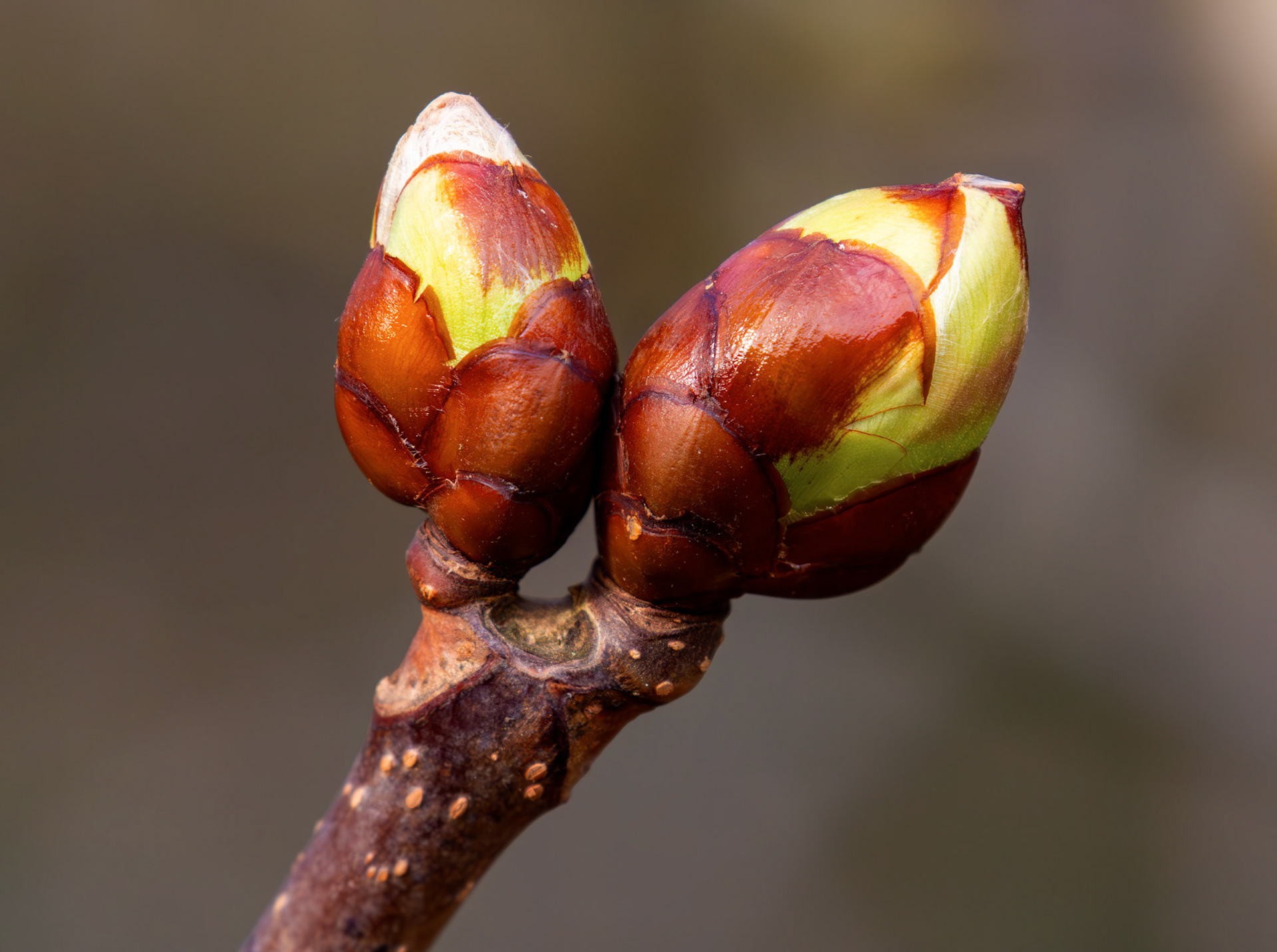 Murieston 27 February 2026