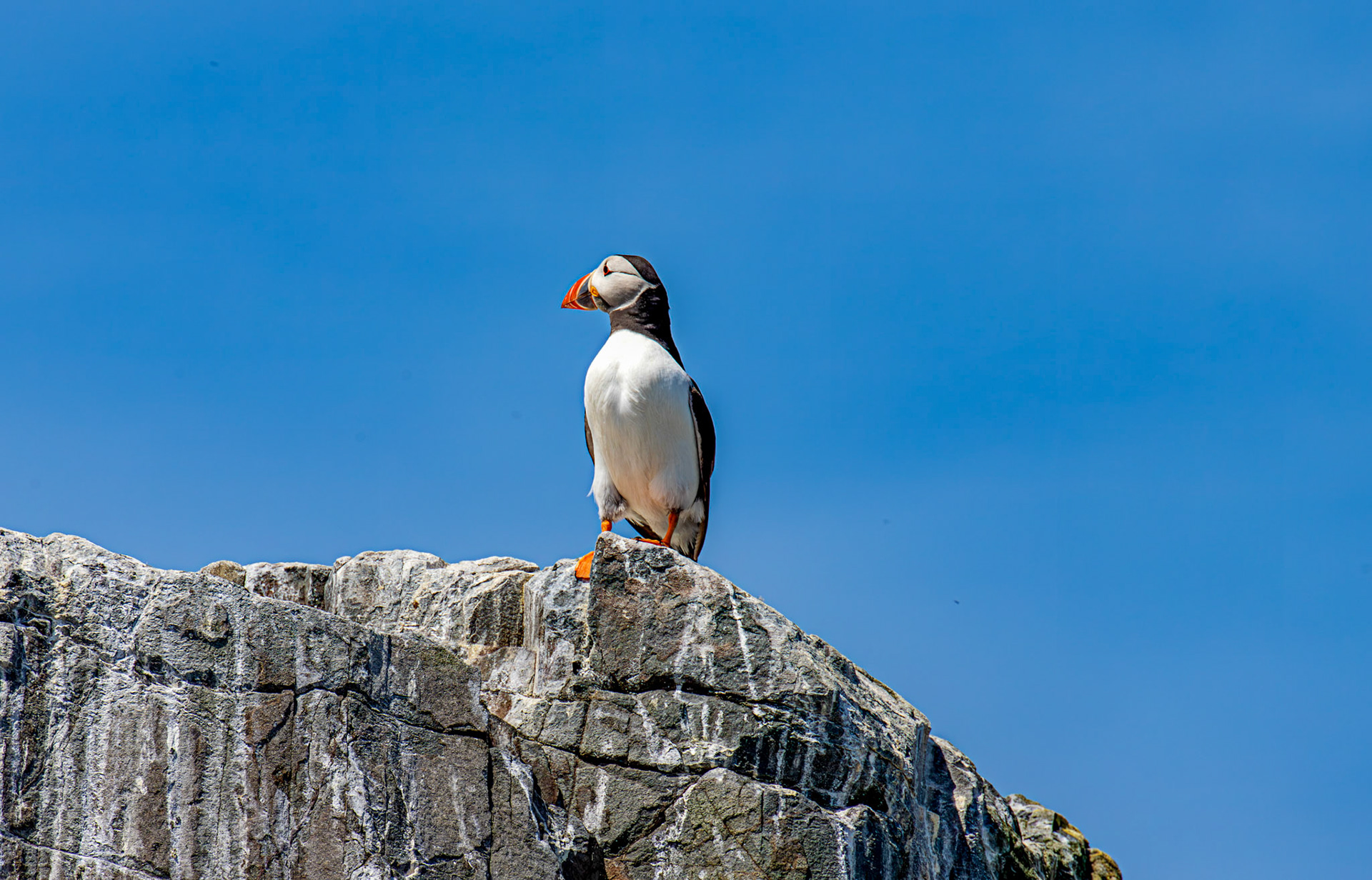 Puffins - Farne Islands 03 July 2026