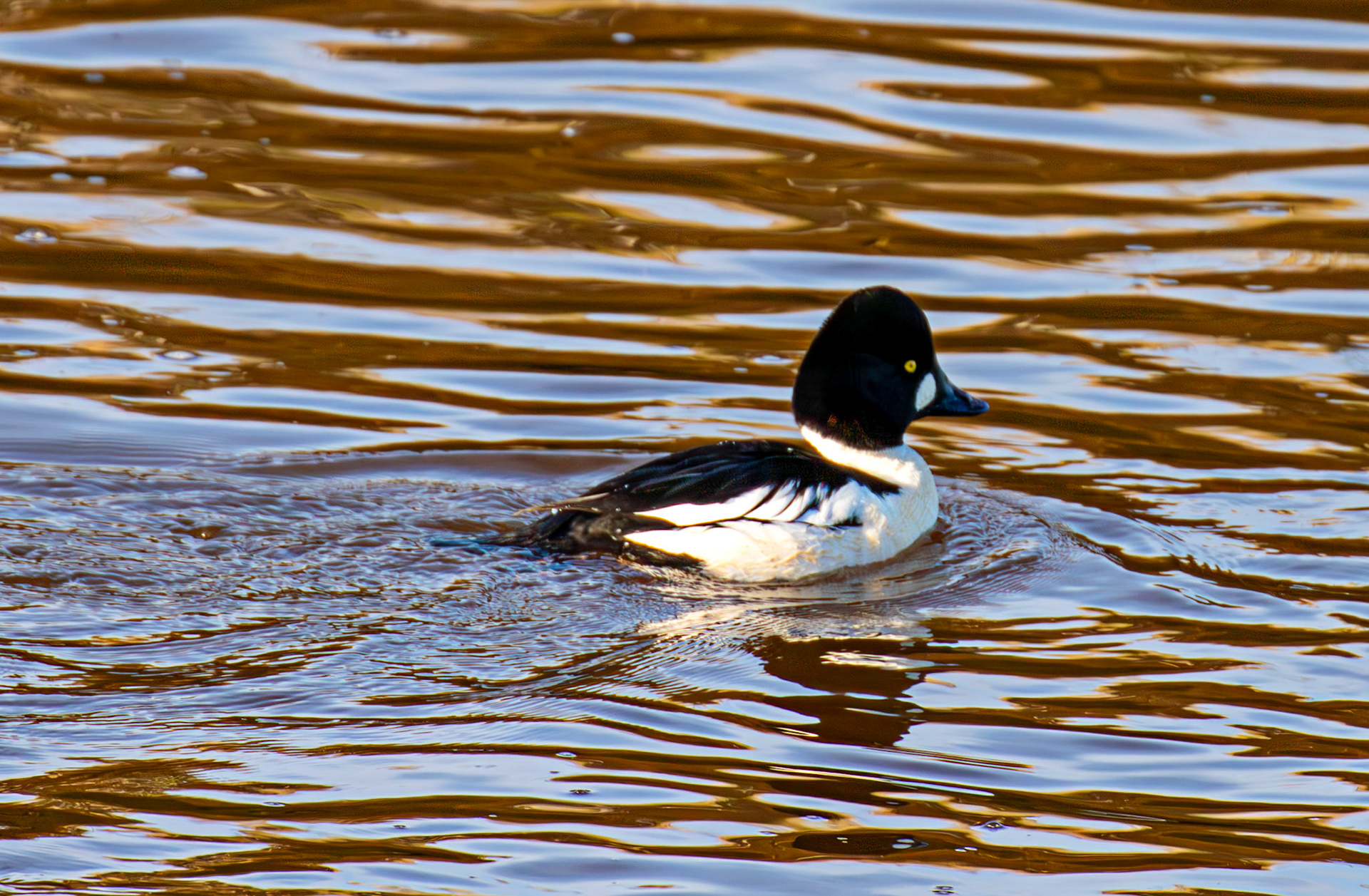 Goldeneye, River Esk Musselburgh 18 November 2024
