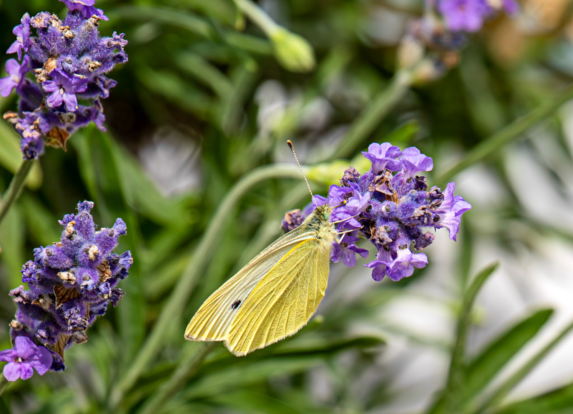 Large White (Pieris brassicae) Livingston, West Lothian   13 July 2025