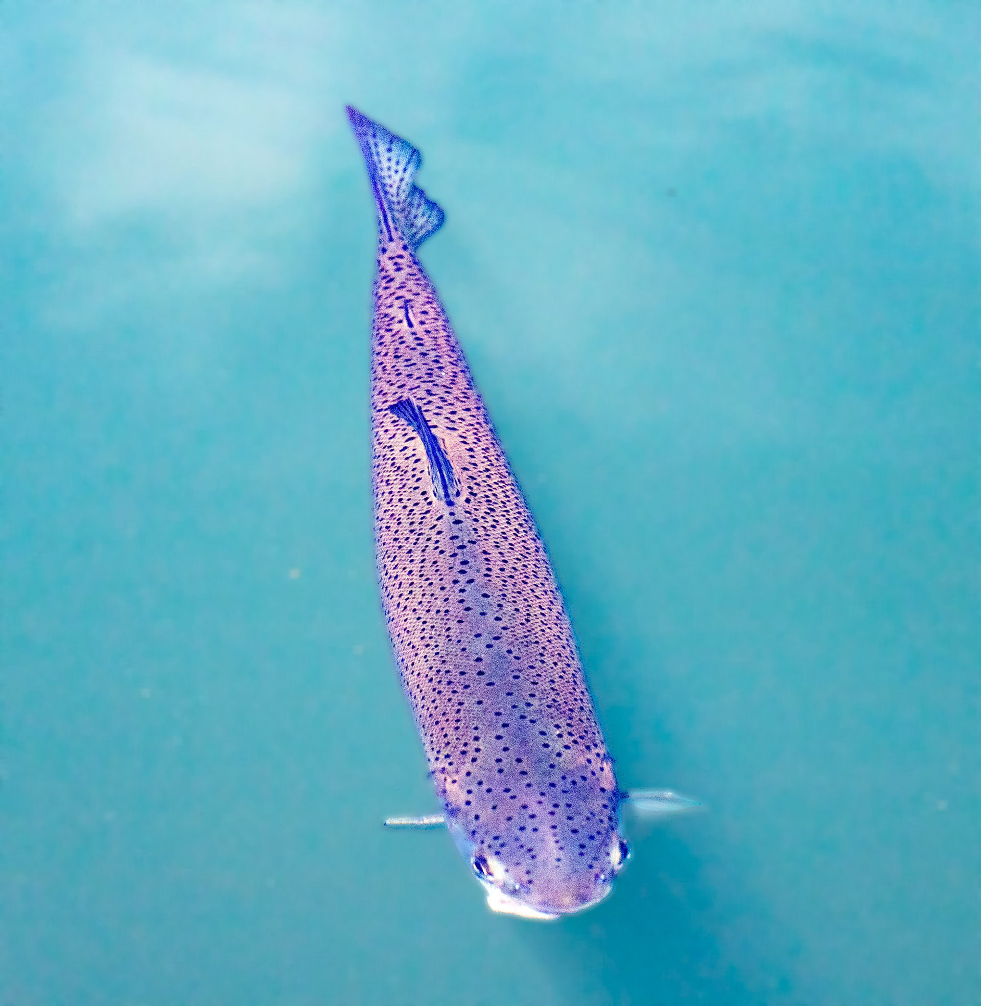 Kinross Fishery 11 May 2024