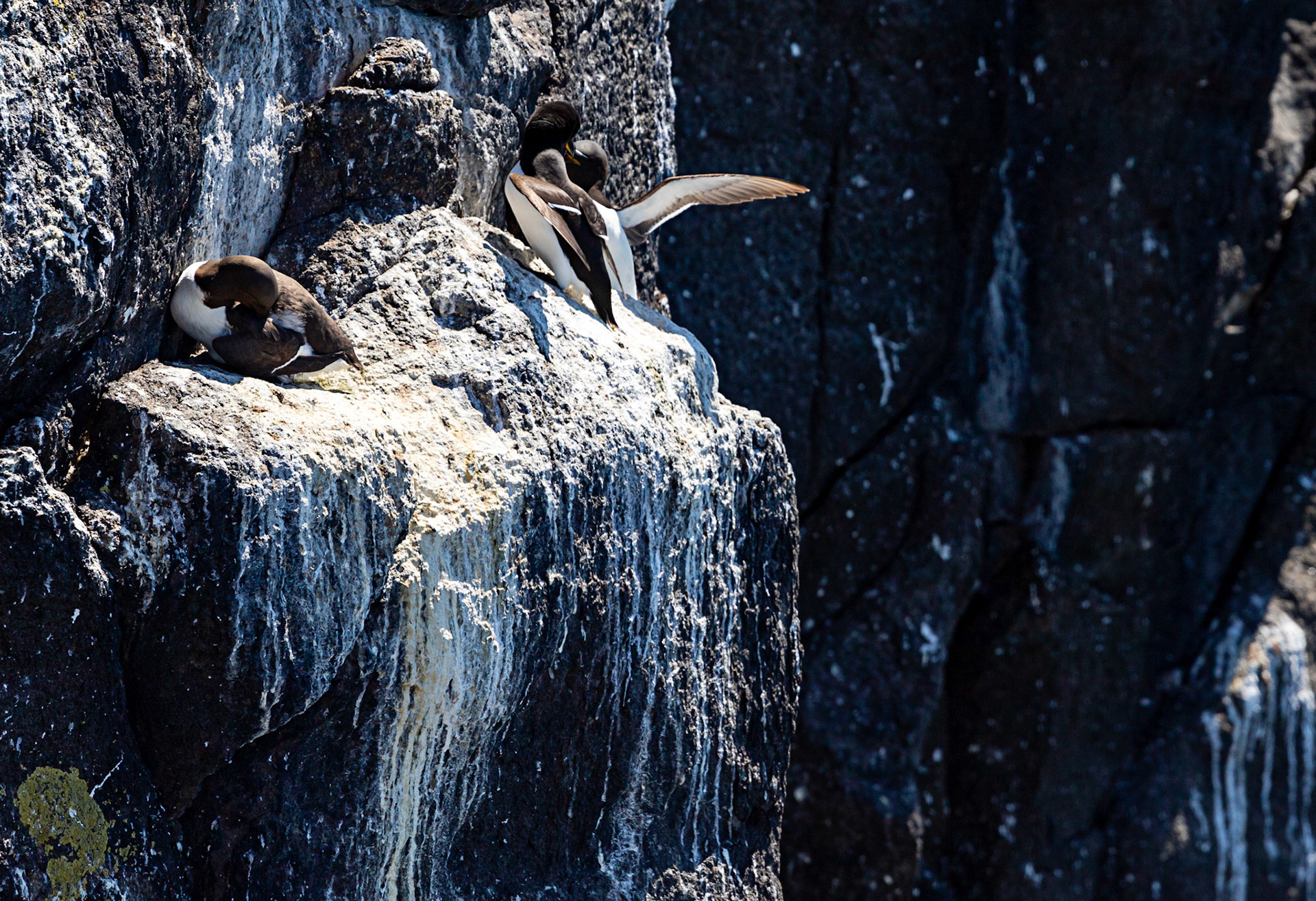 Guillemot &amp; Razorbill - Isle of May - 04 June 2022