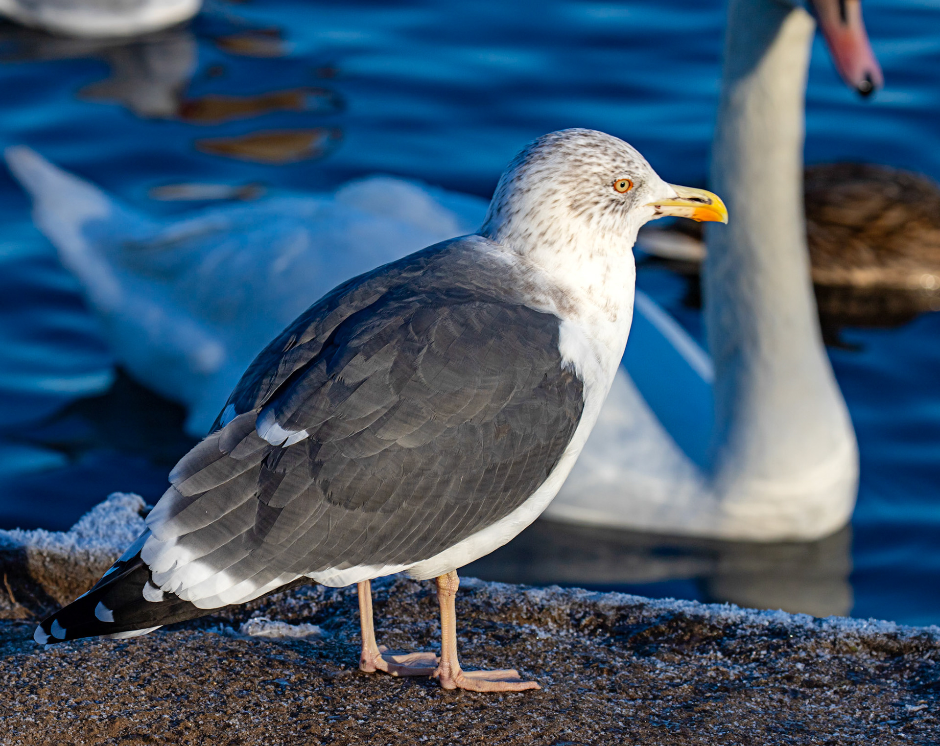 Greater Black Backed Gull at Hogganfield Loch 10 January 2025