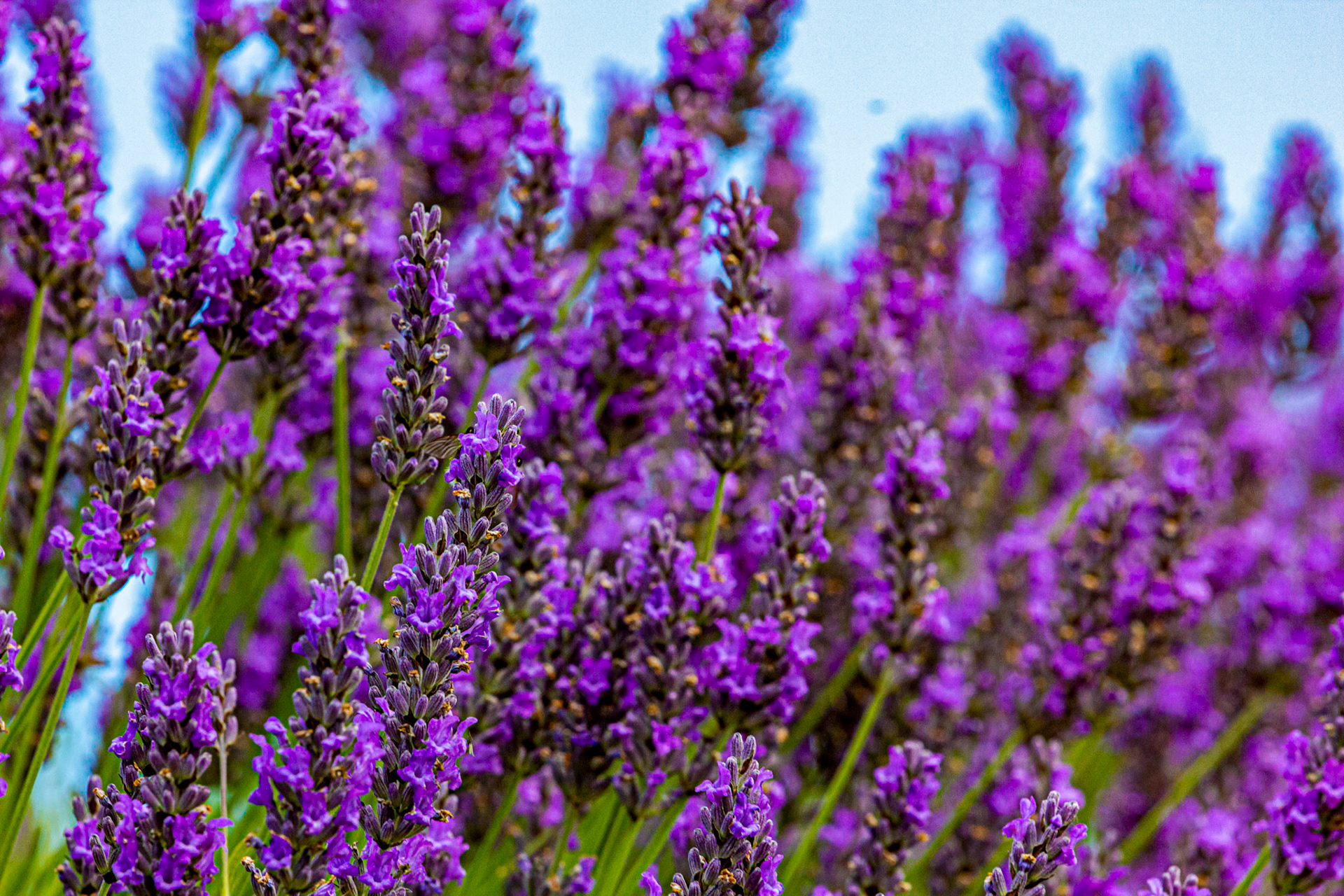 I spent an amazing few hours at Scottish Lavender Oils. They are so dedicated to nature and not to profit!