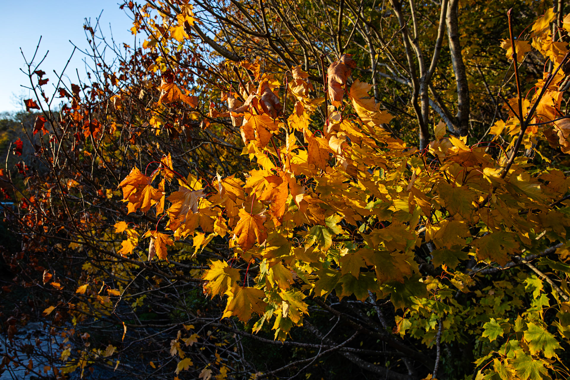 Colinton 27 October 2025