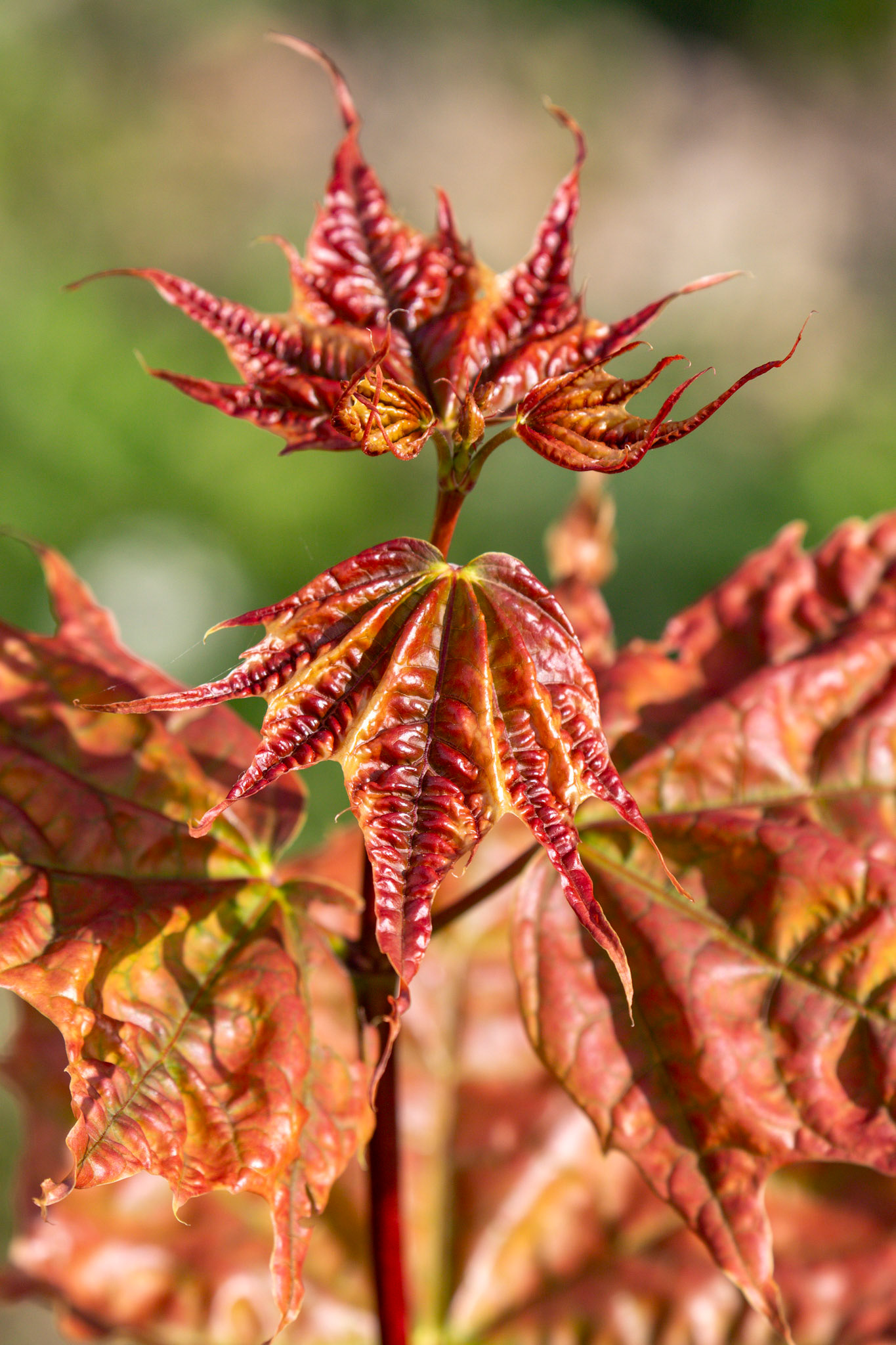 Walk Thames Path MArlow to Bourne End 06 August 2025