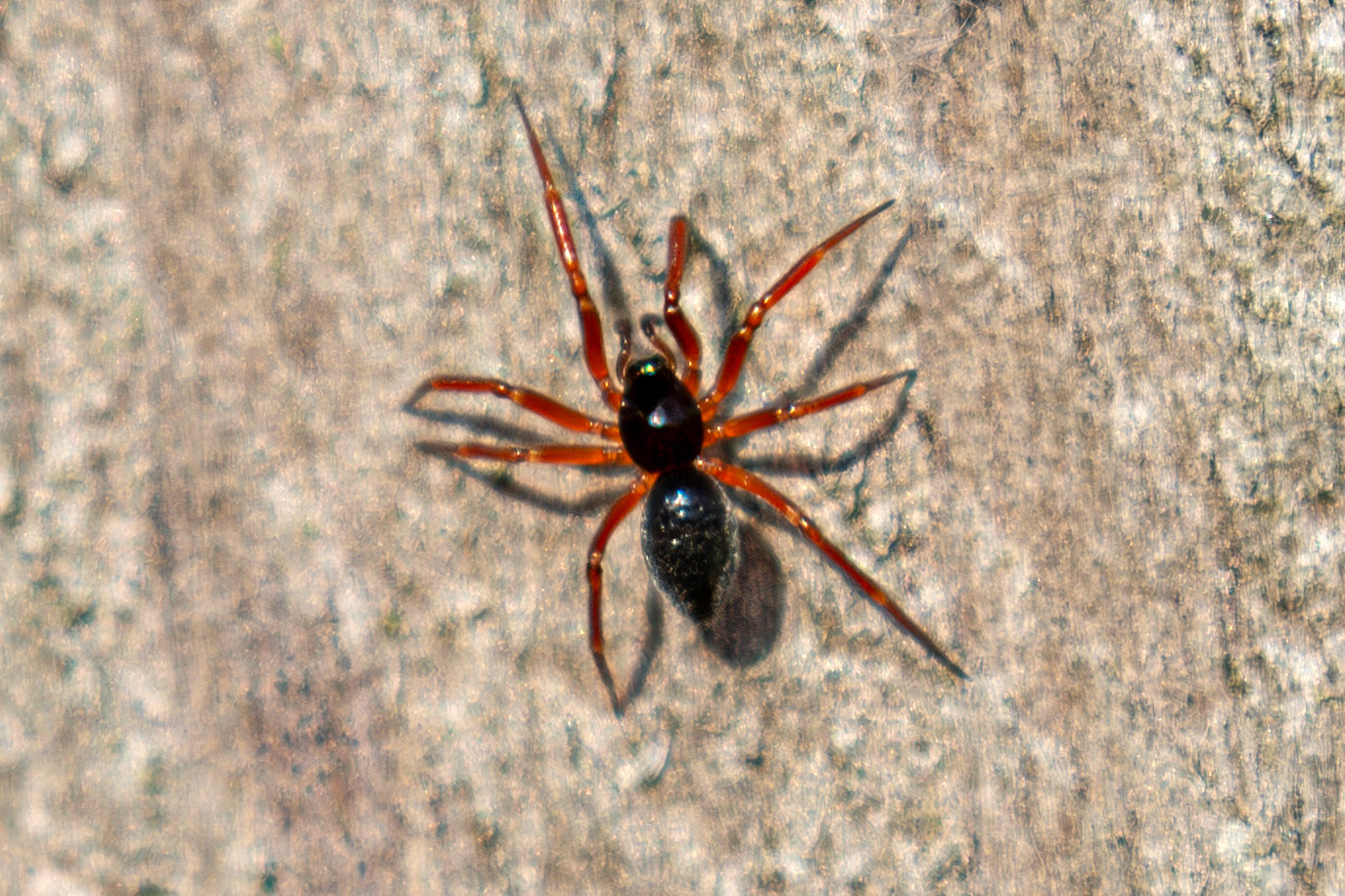 Walckenaeria nudipalpis @ Higgins Neuk 23 Oct 2024