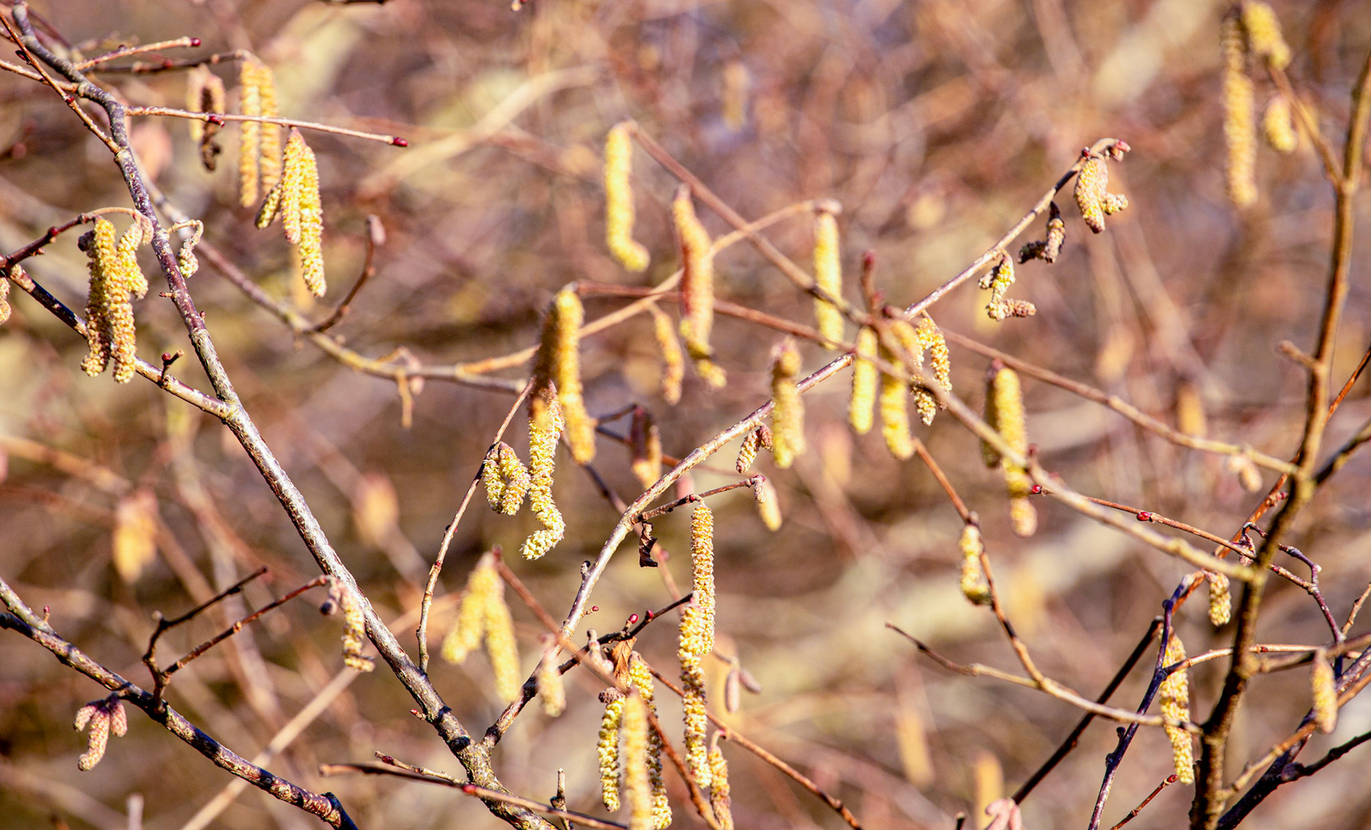 Korean War Memorial 18 January 2024
