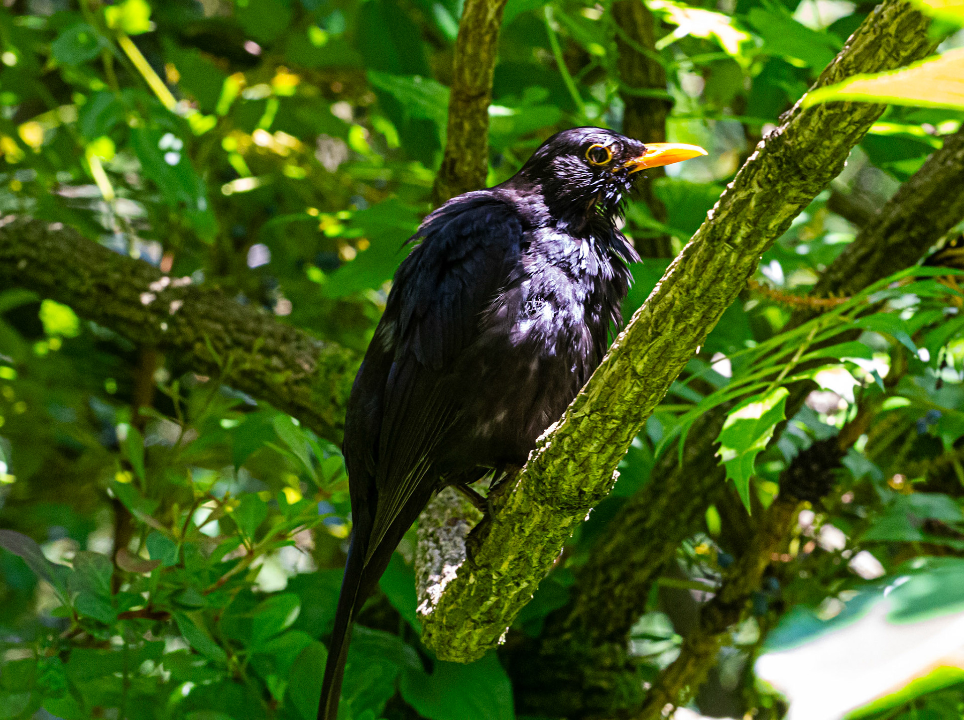 Dunster 22 June 2023