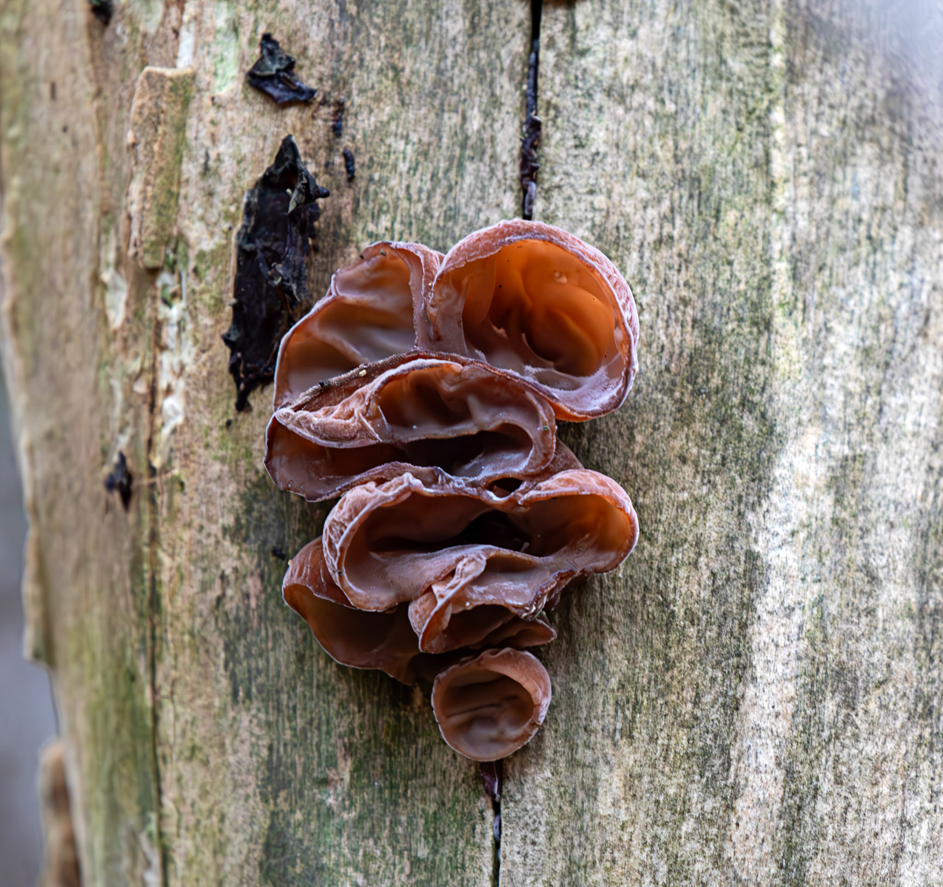jelly ear or wood ear fungus (Auricularia auricula-judae) - Deans Woods - 07 November 2025