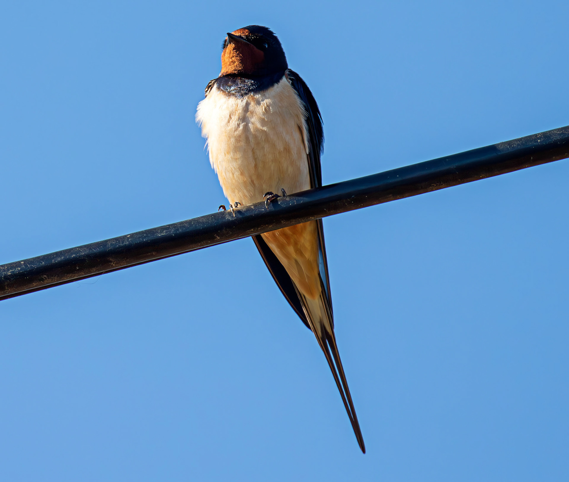 Swallow near Dornoch 30 April 2026